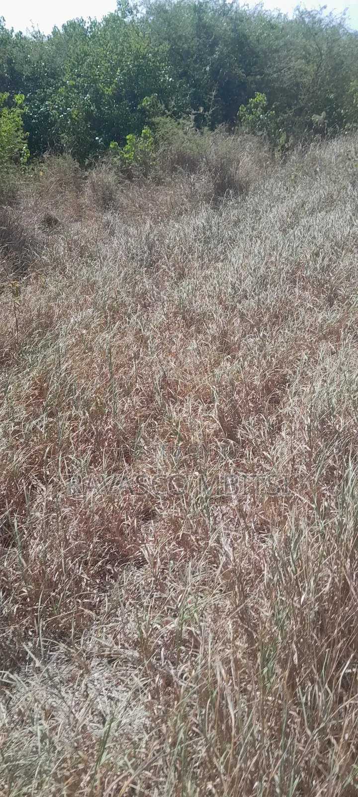 100 Acres Forsale in Adu Kamale in Adu