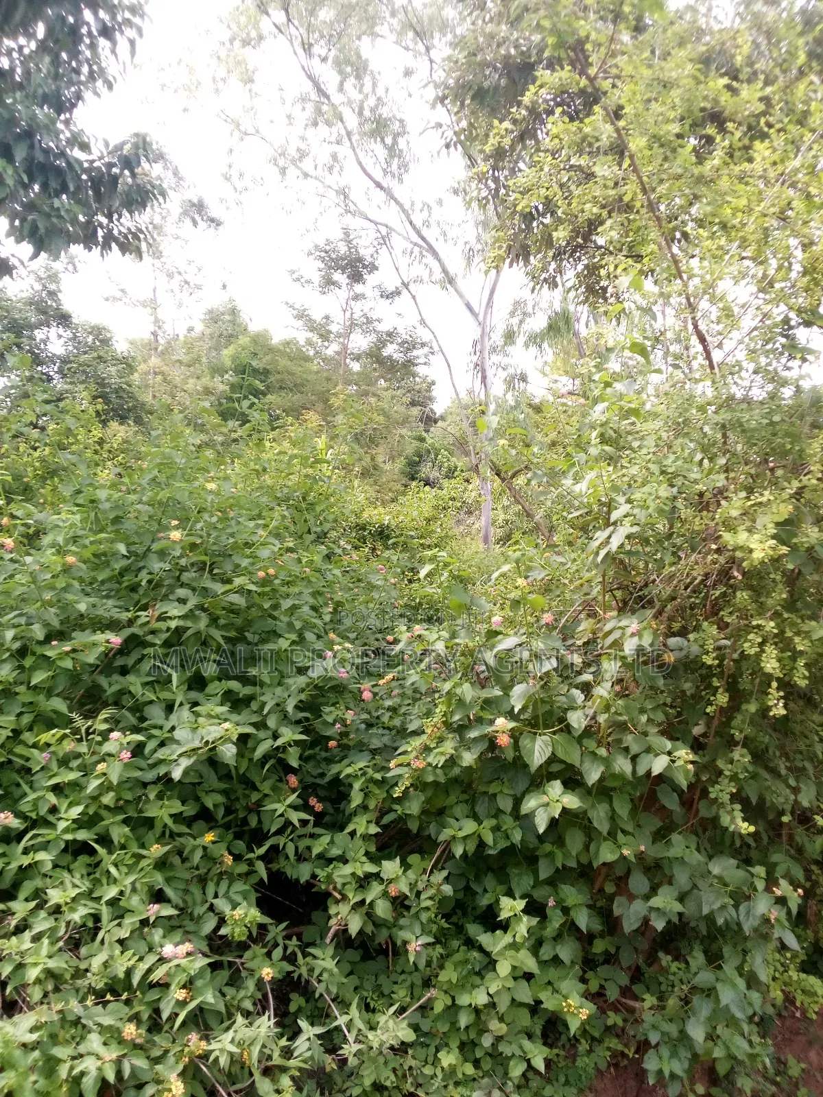 Special Offer Plots, Kwa Vonza,50 by 100 Ft in Kwavonza/Yatta