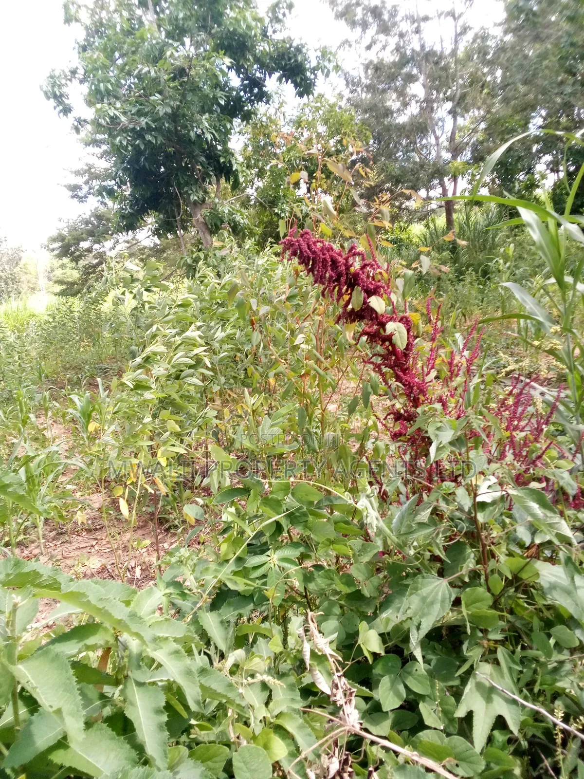 Special Offer Plots, Kwa Vonza,50 by 100 Ft in Kwavonza/Yatta