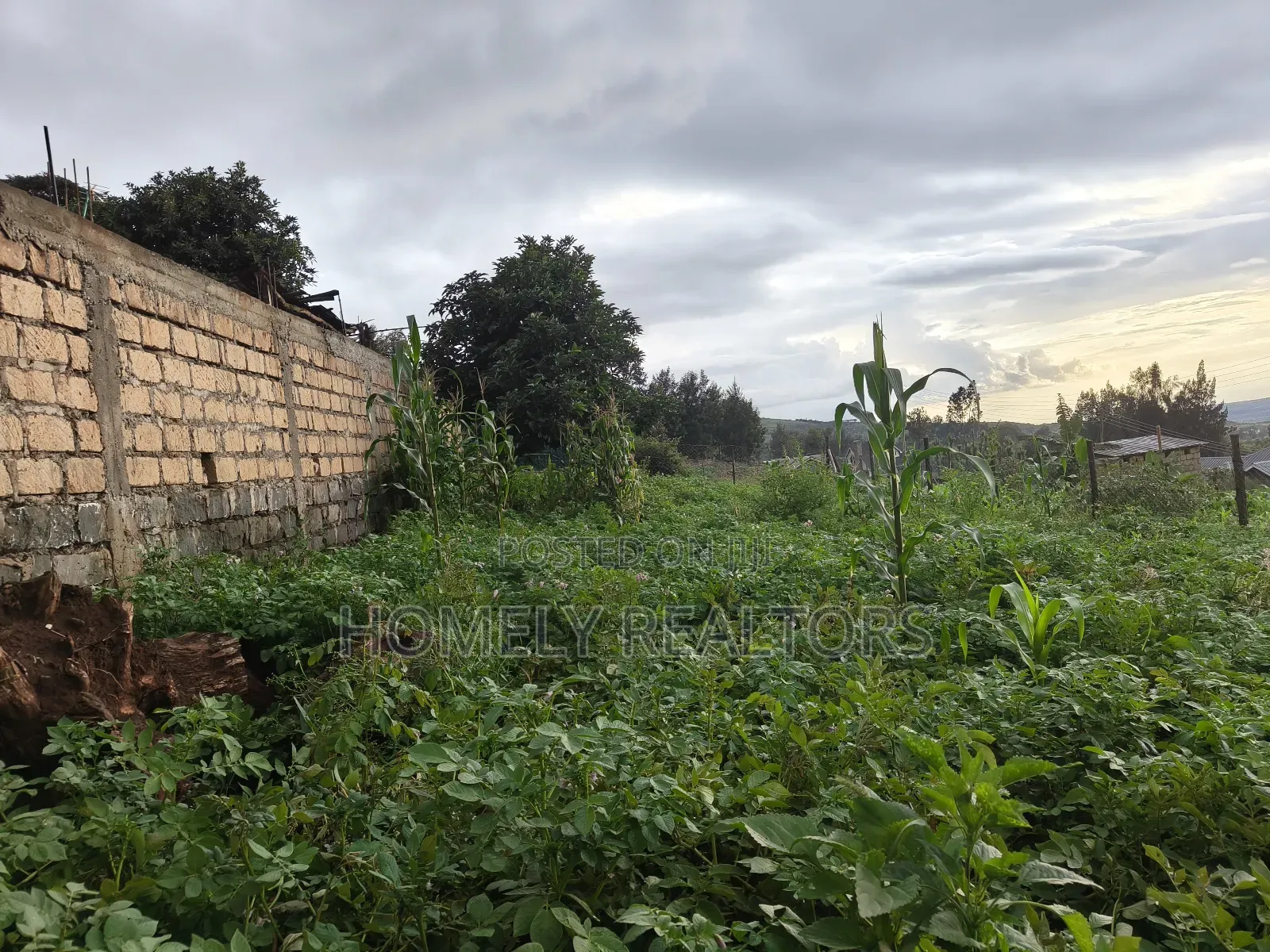 Eighth Acre Plot in Ngong Along Maragara 3rd Row From Tarmac in Ngong