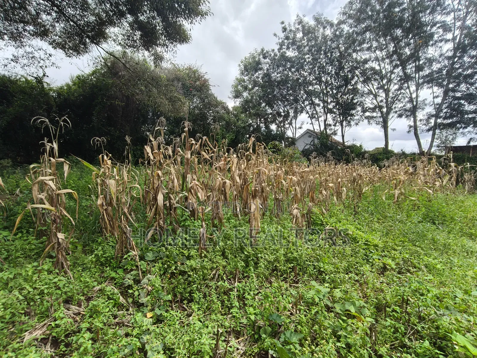 Gated Residential Eighth Acre Corner Plot in Kerarapon Ngong in Kerarapon