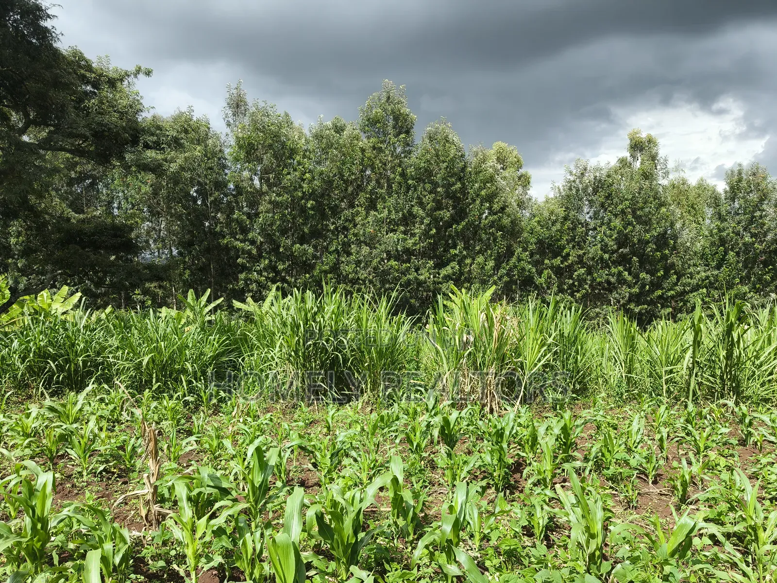 Residential Quarter Acre Plot in Ngong, Matasia Near Silanga in Matasia