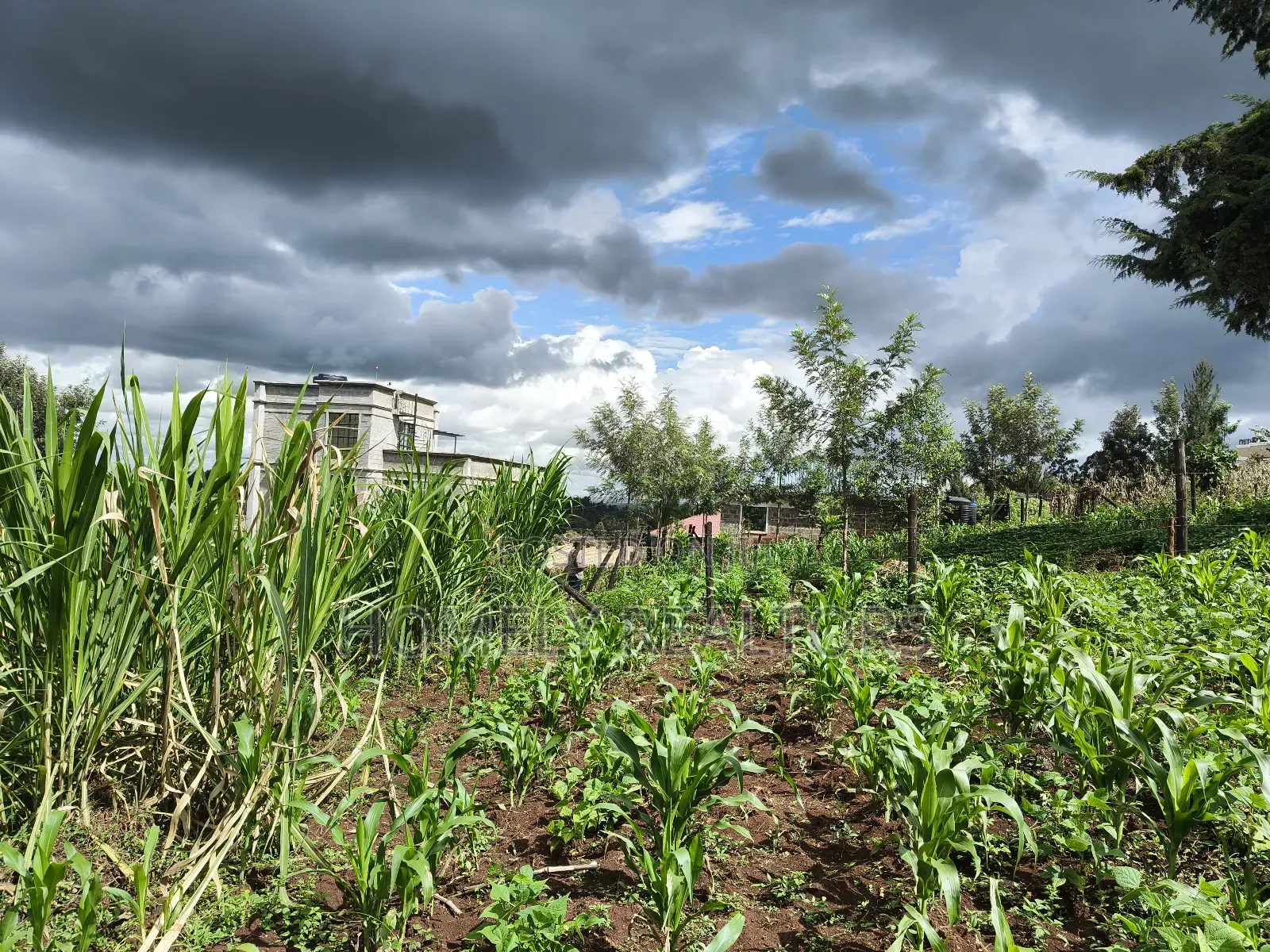Residential Quarter Acre Plot in Ngong, Matasia Near Silanga in Matasia