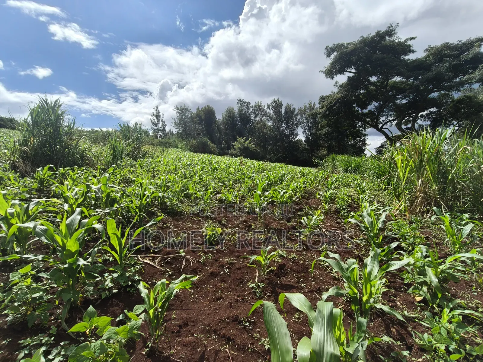 Residential Quarter Acre Plot in Ngong, Matasia Near Silanga in Matasia