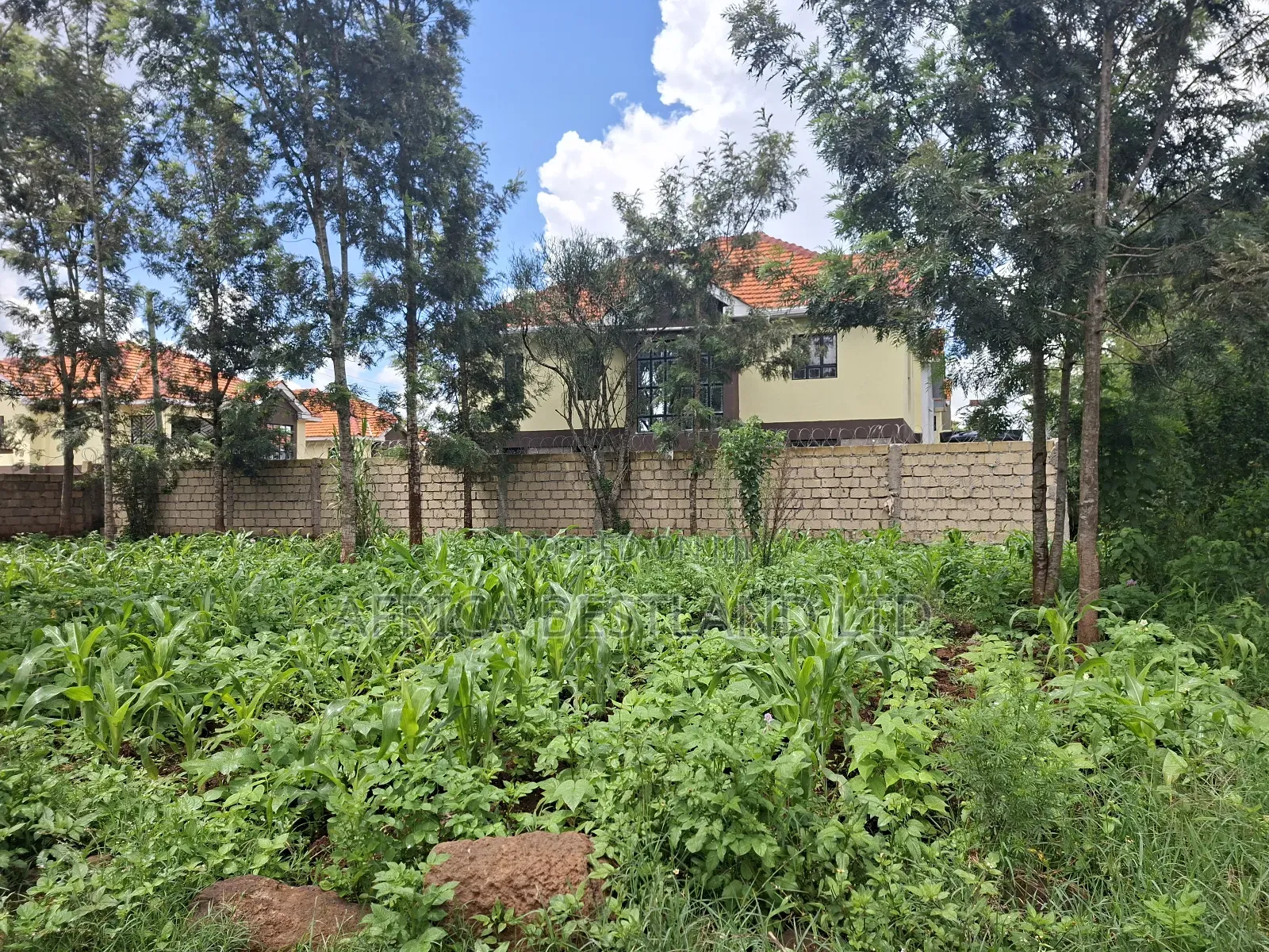 50x100 Available Plot for Sale in Kikuyu Gikambura in Kikuyu