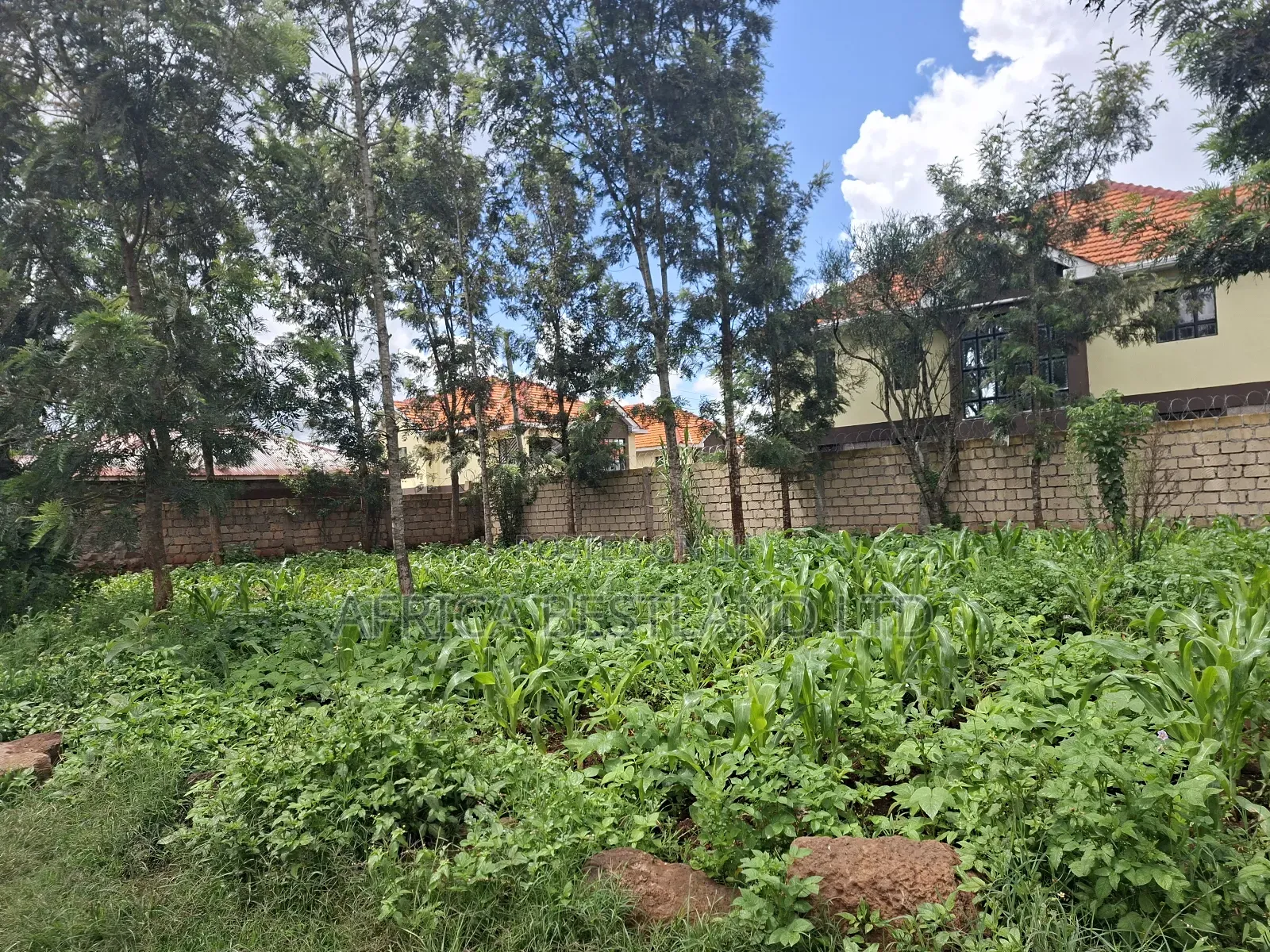 50x100 Available Plot for Sale in Kikuyu Gikambura in Kikuyu