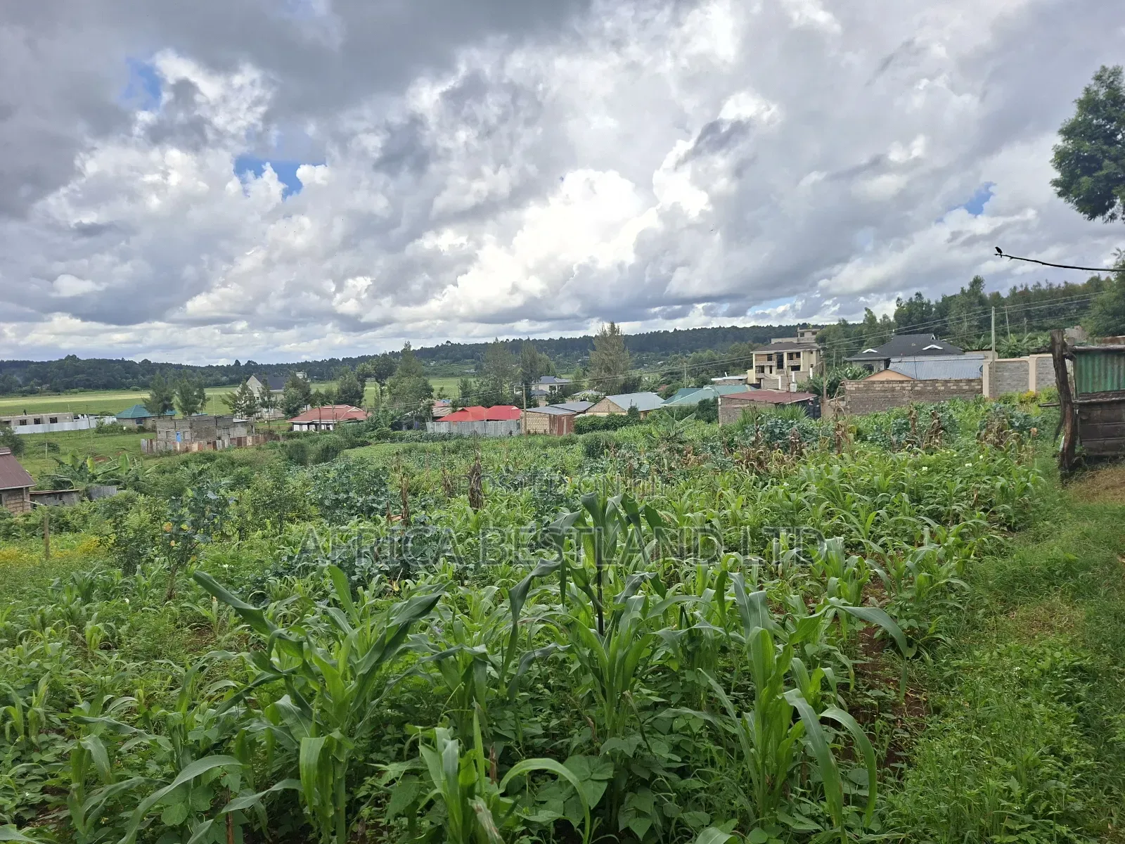 50x100 Available Plot for Sale in Gikambura in Kikuyu