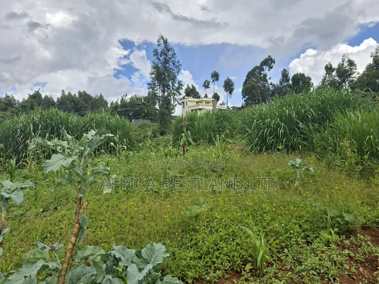 50x100 Available Plot for Sale in Gikambura in Kikuyu
