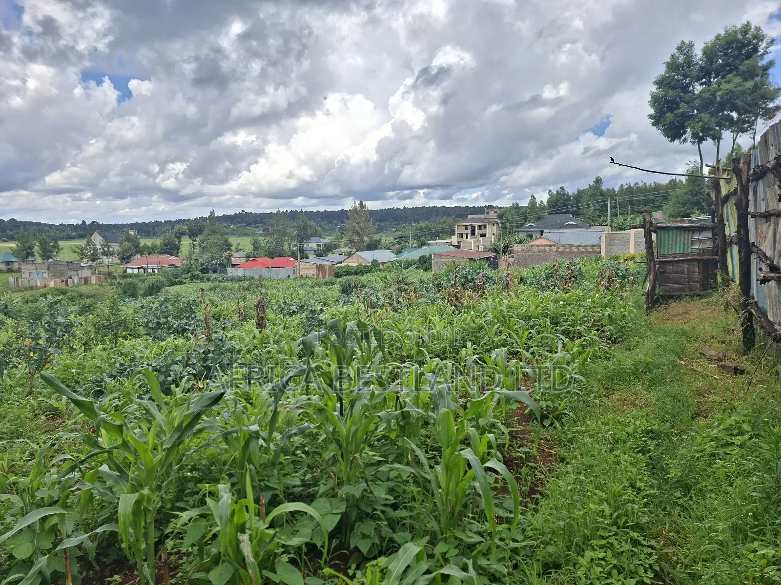 50x100 Available Plot for Sale in Gikambura in Kikuyu