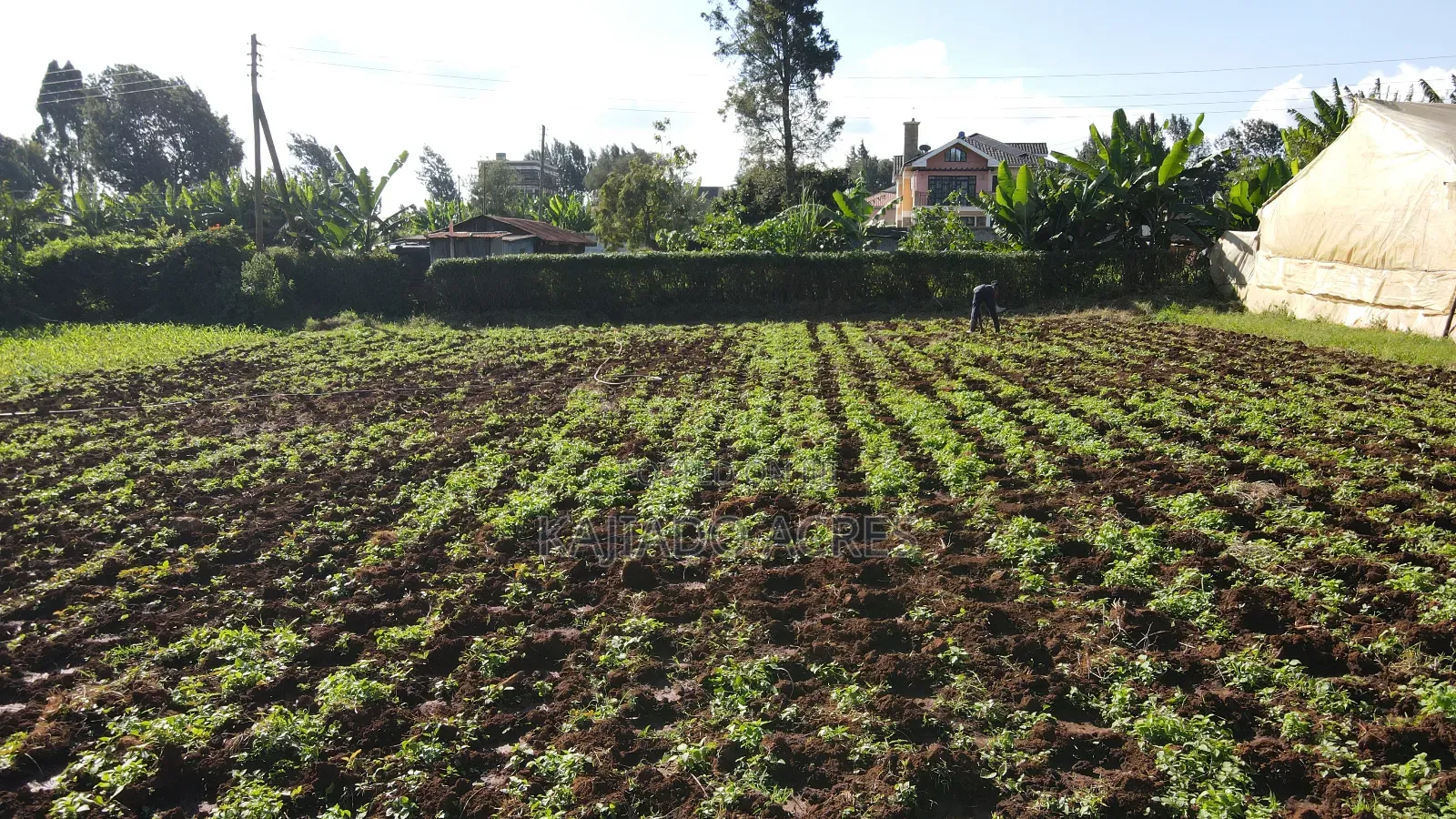 Emergency Sale 1/4 Acre Ondiri , in Kikuyu