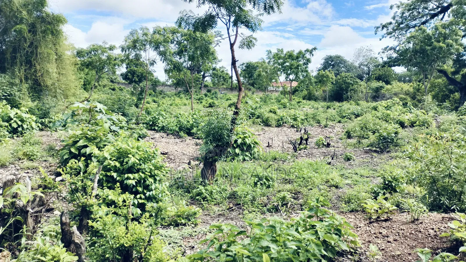 3/4 Acre Second Row Beach Plot!! in Diani