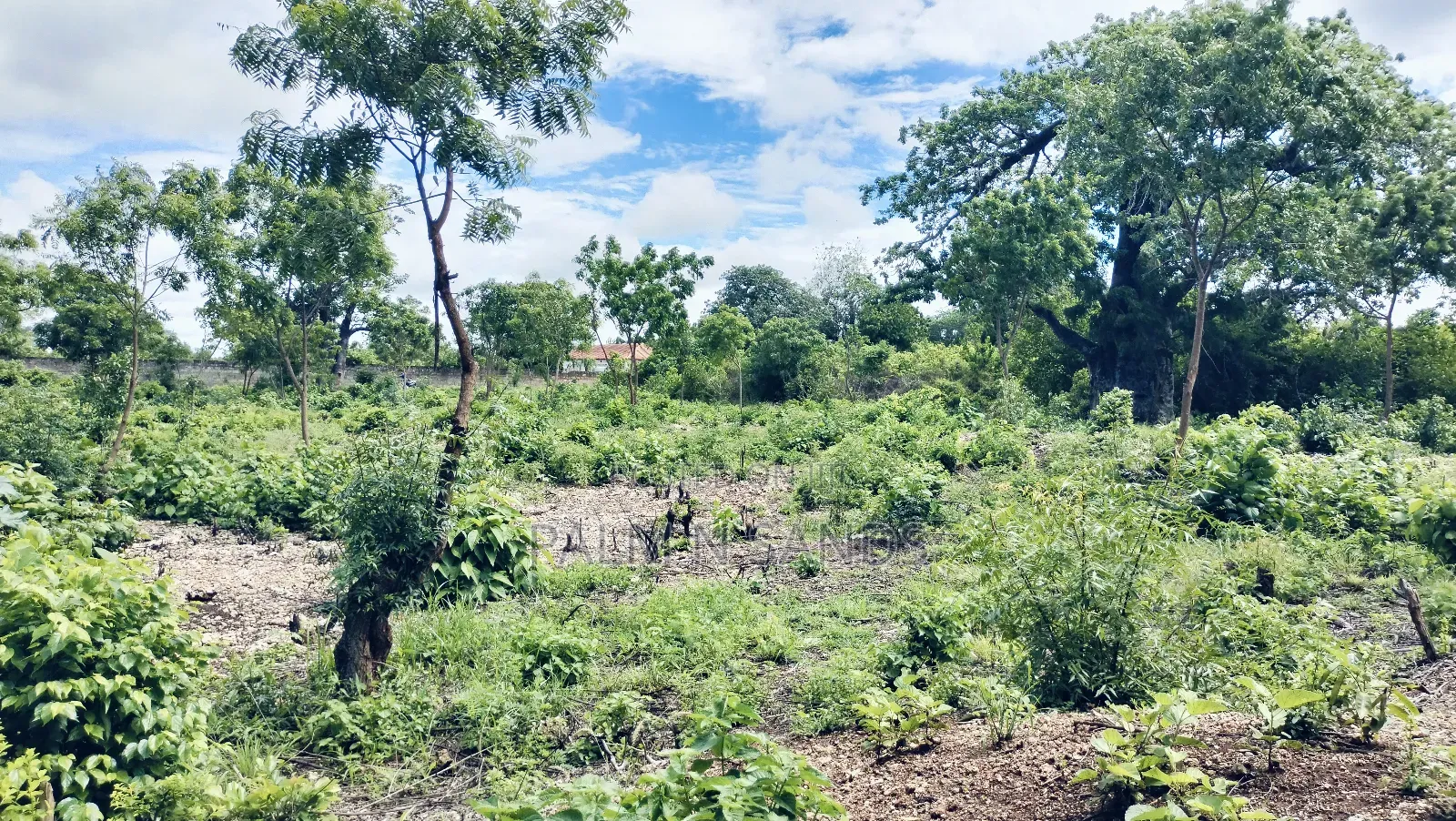 3/4 Acre Second Row Beach Plot!! in Diani