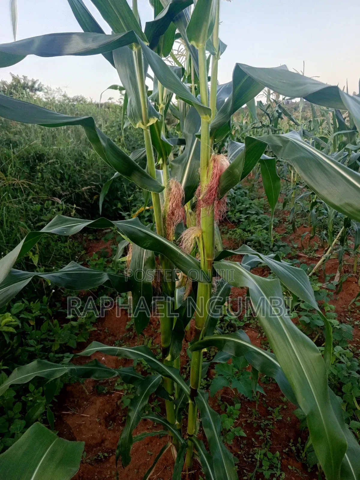 Three (3) Prime Acres at Masii Machakos in Machakos Town