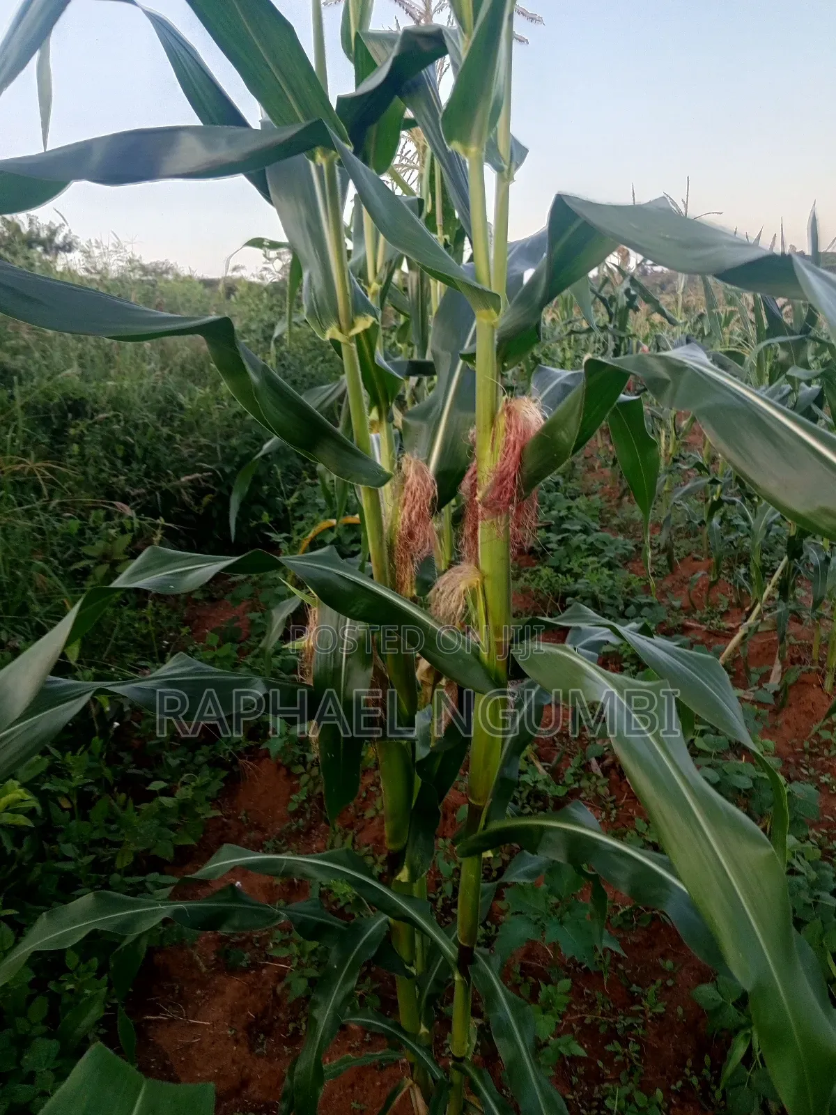 Three (3) Prime Acres at Masii Machakos in Machakos Town