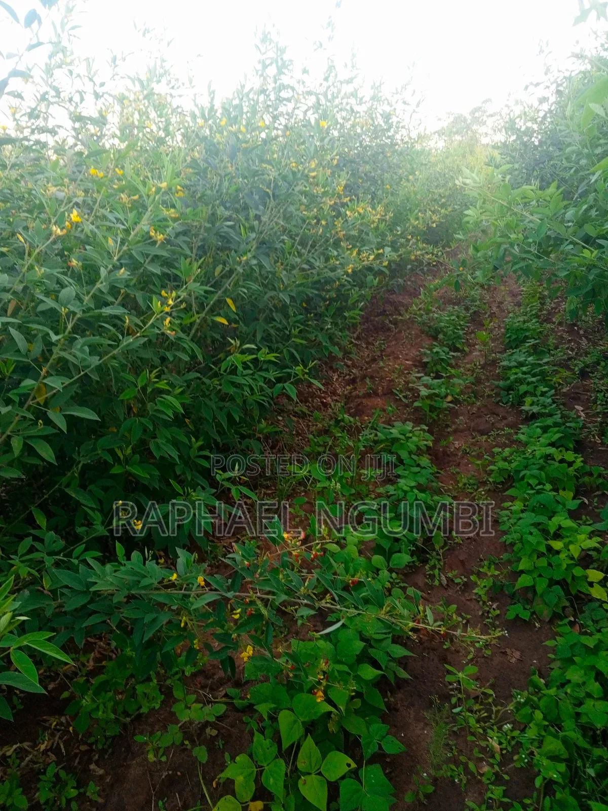 Three (3) Prime Acres at Masii Machakos in Machakos Town