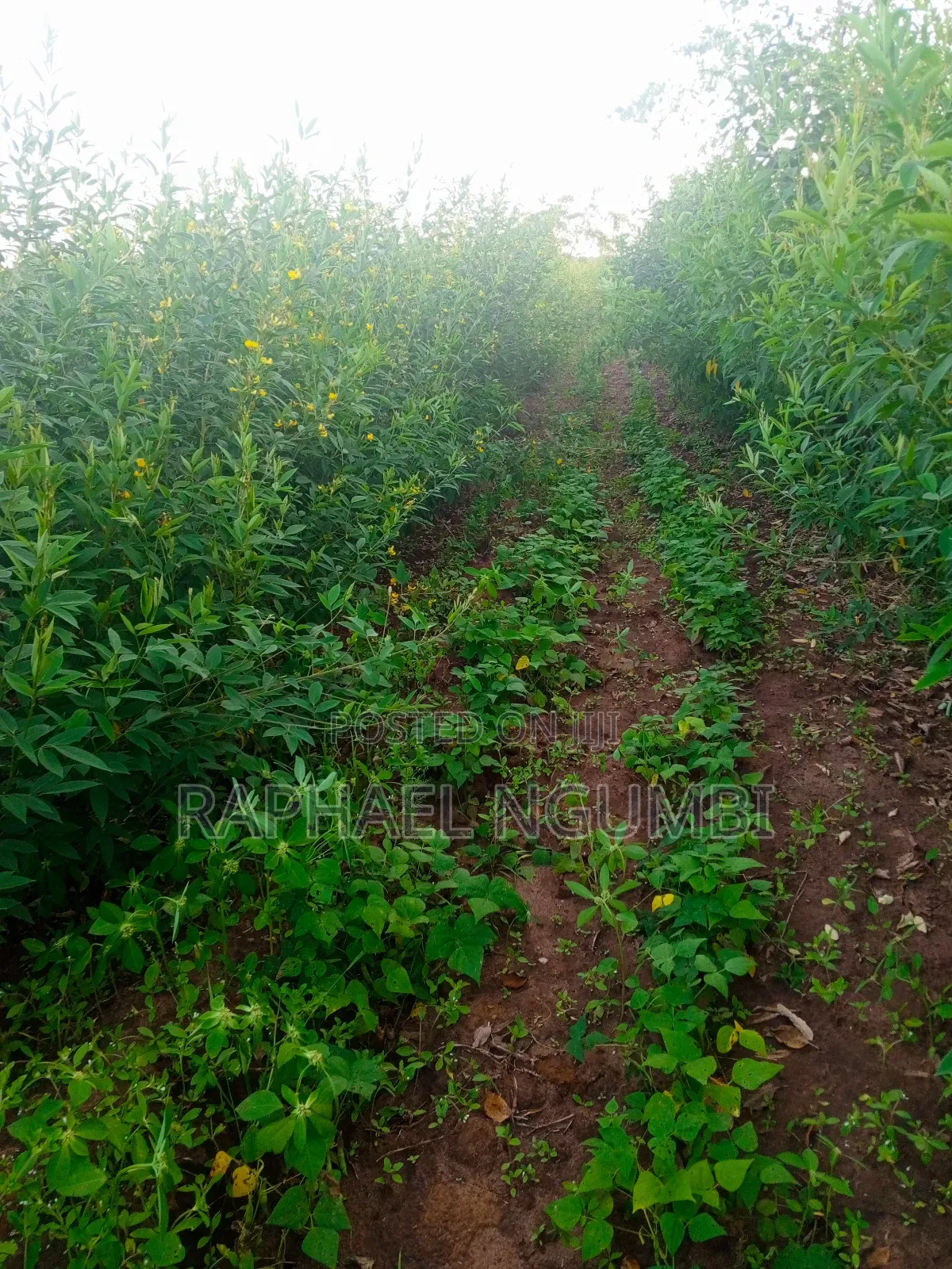 Three (3) Prime Acres at Masii Machakos in Machakos Town
