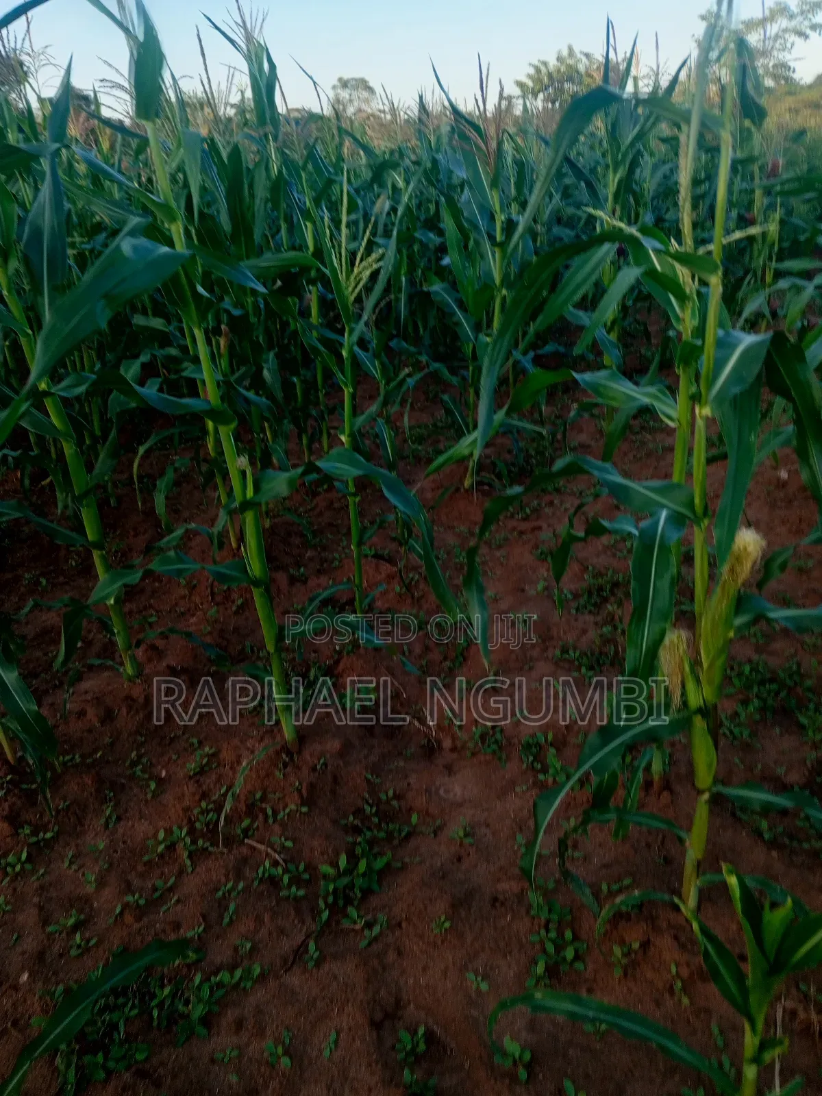 Three (3) Prime Acres at Masii Machakos in Machakos Town