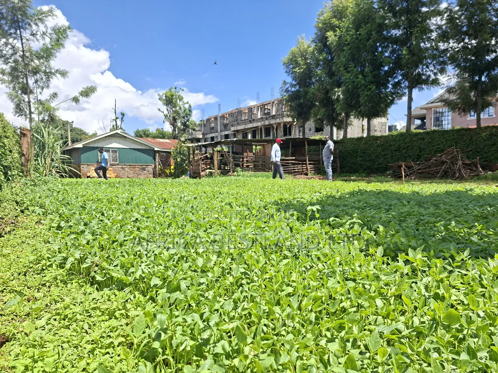 50x100 Available Plot for Sale in Gathiga Kabete in Gathiga