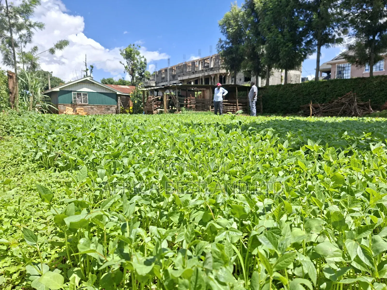 50x100 Available Plot for Sale in Gathiga Kabete in Gathiga