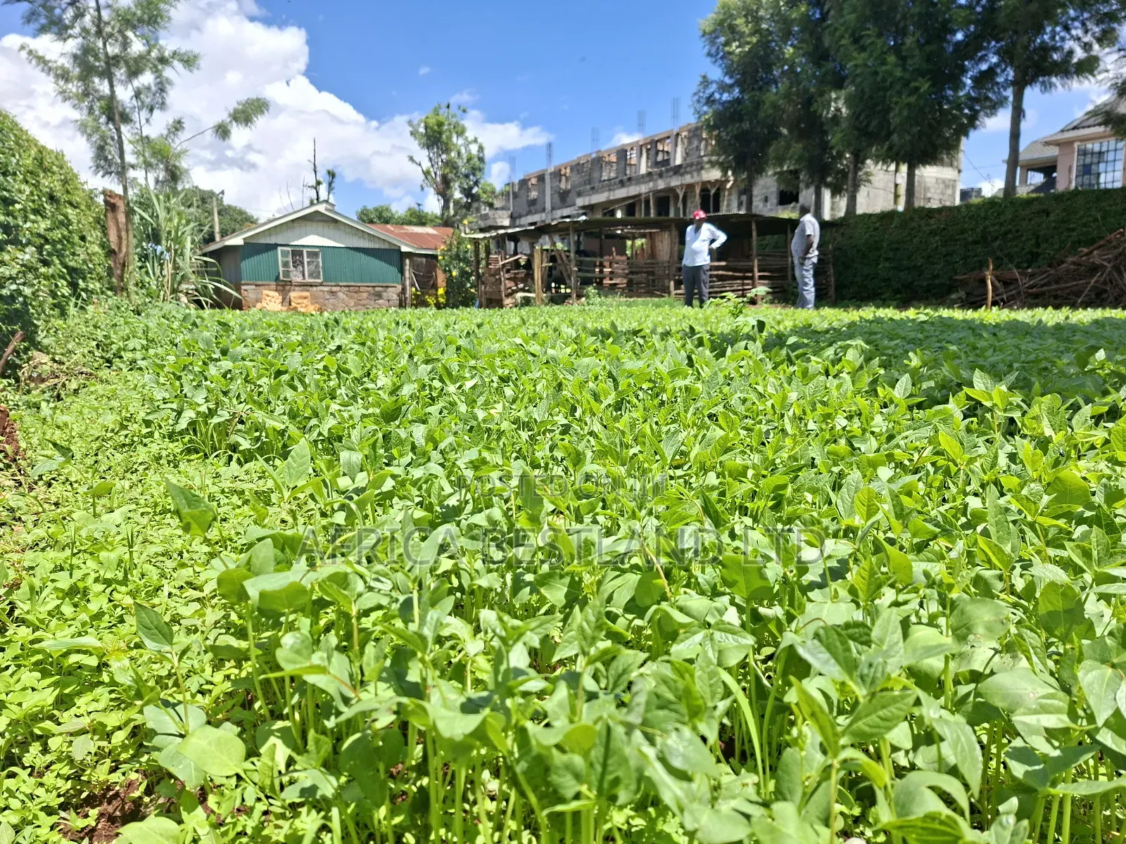 50x100 Available Plot for Sale in Gathiga Kabete in Gathiga