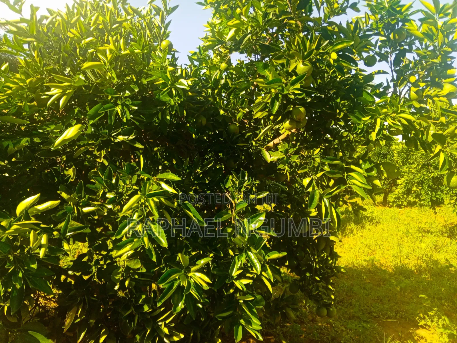 15 Acres at Masii Mwala Musaalani in Machakos Town