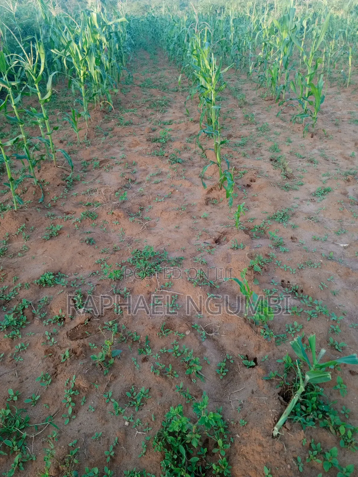 One (1) Acre at Mwala in Machakos Town