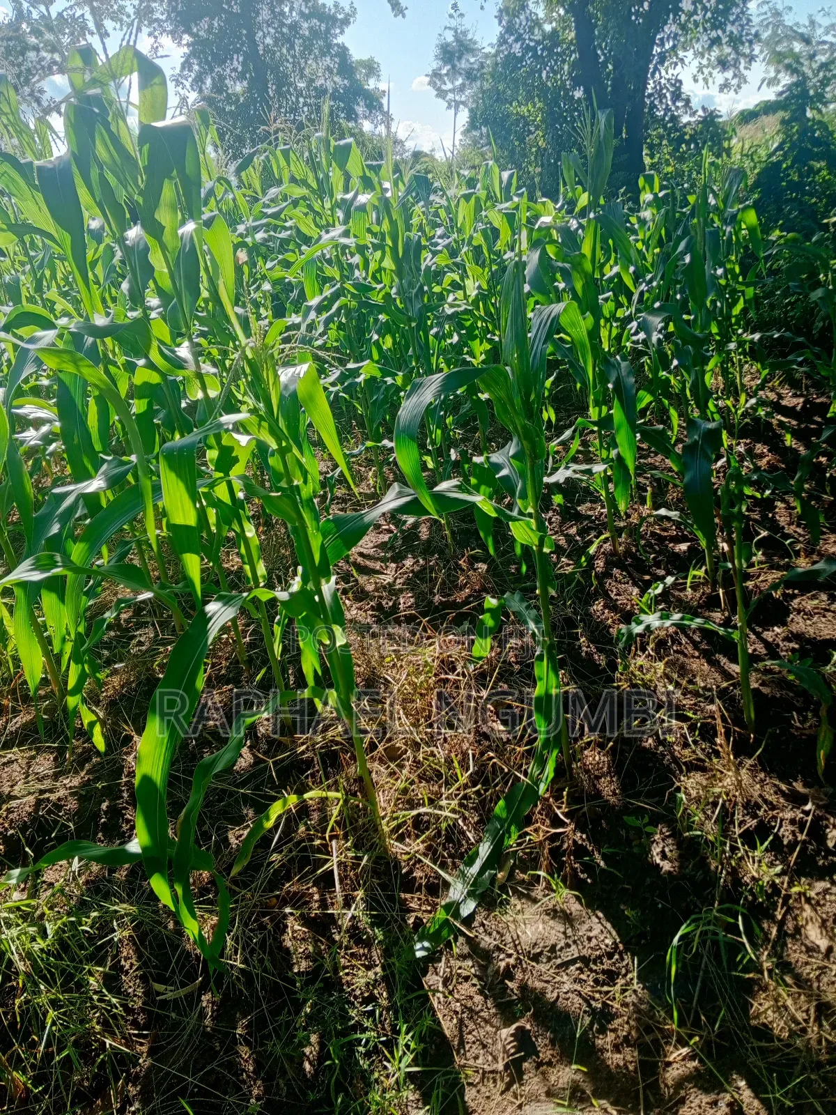 One (1) Acre at Mwala in Machakos Town