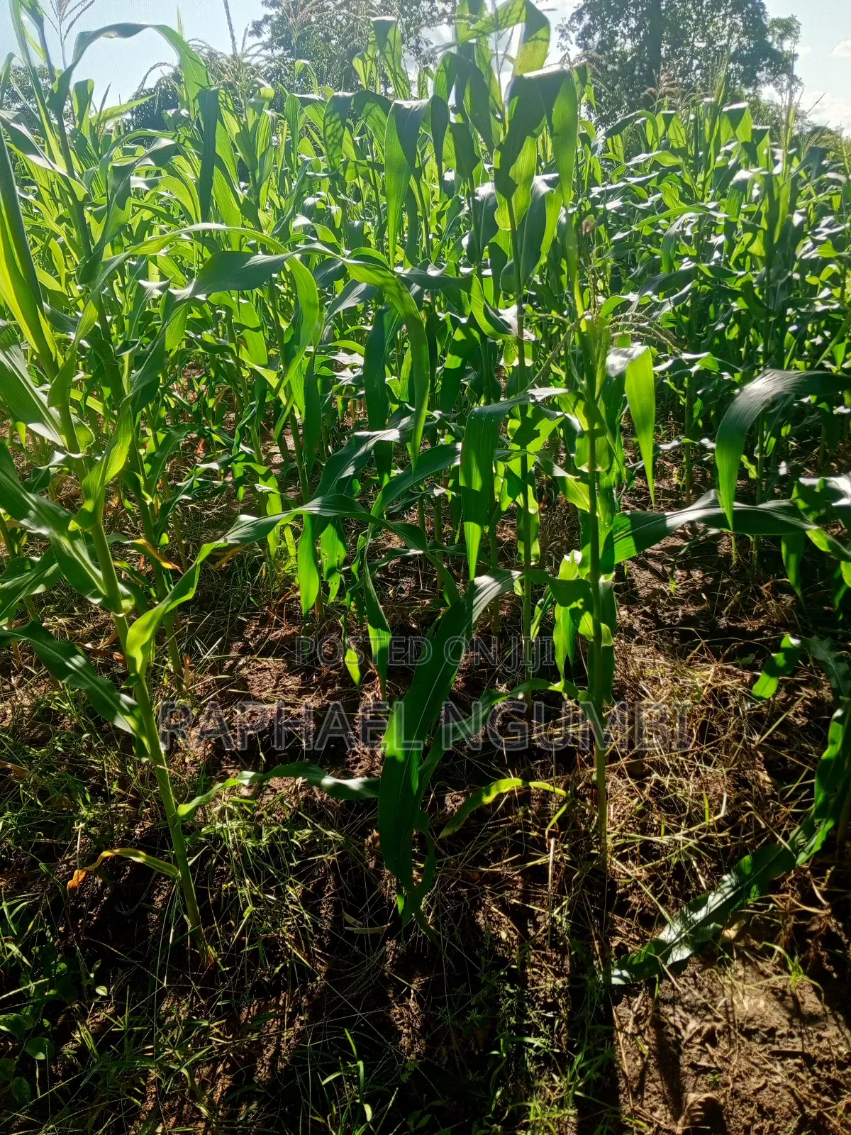 One (1) Acre at Mwala in Machakos Town
