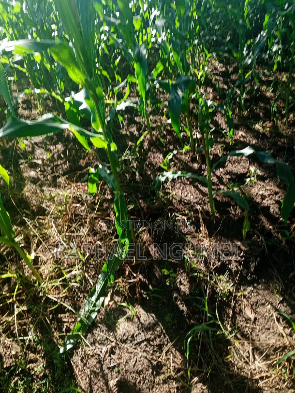 One (1) Acre at Mwala in Machakos Town