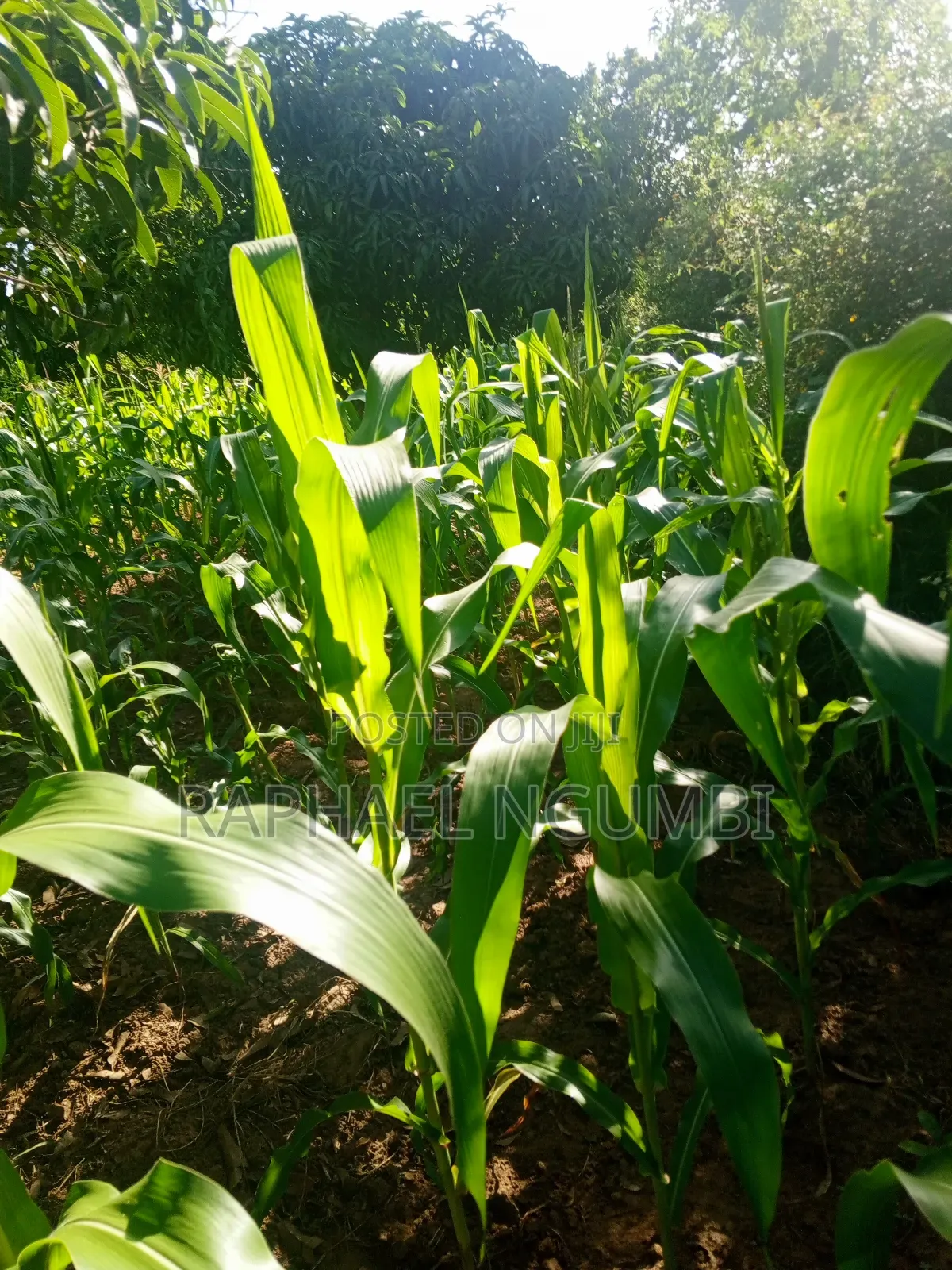 One (1) Acre at Mwala in Machakos Town