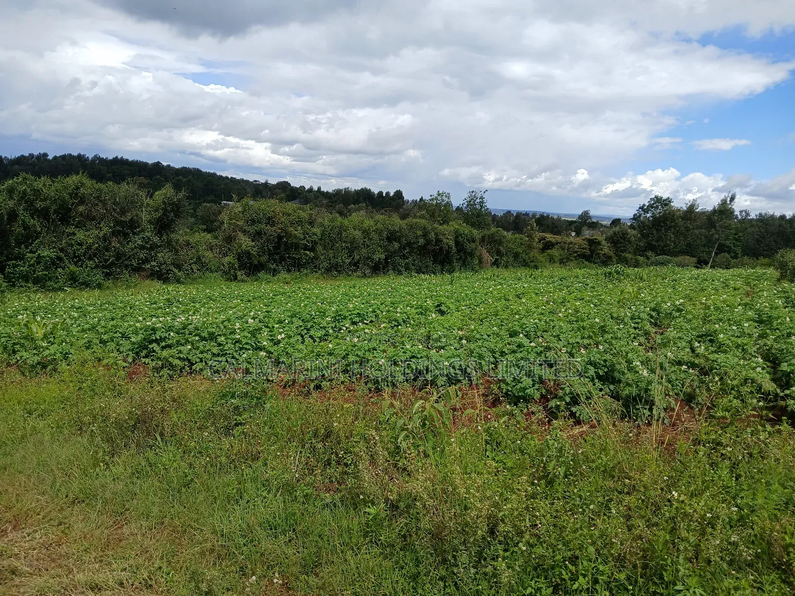 Distress! Prime Redsoil 50 by 100 Plot in Upper Matasia in Matasia