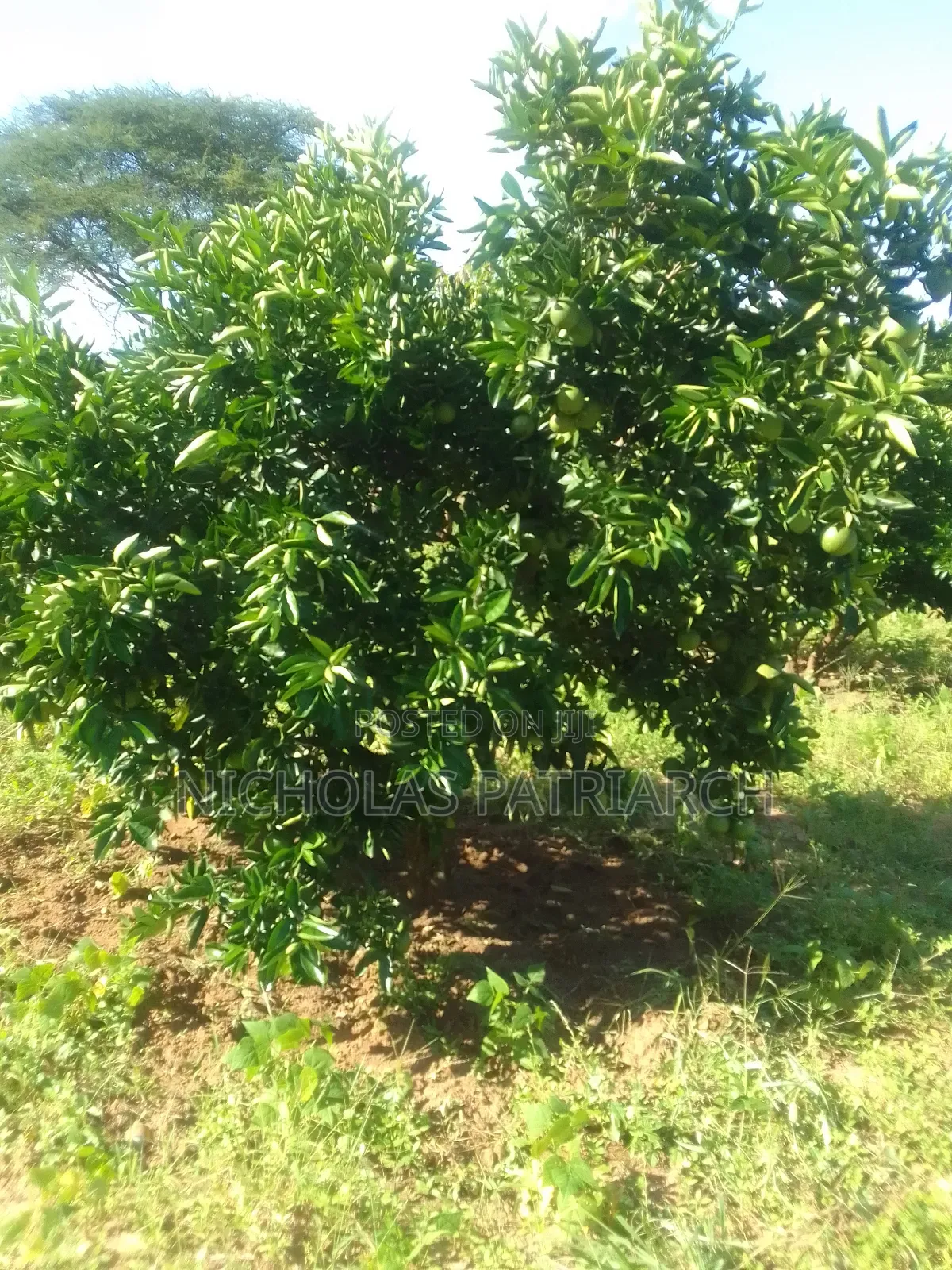 14 Acres Mwala-Musaalani Per Acre in Mbiuni