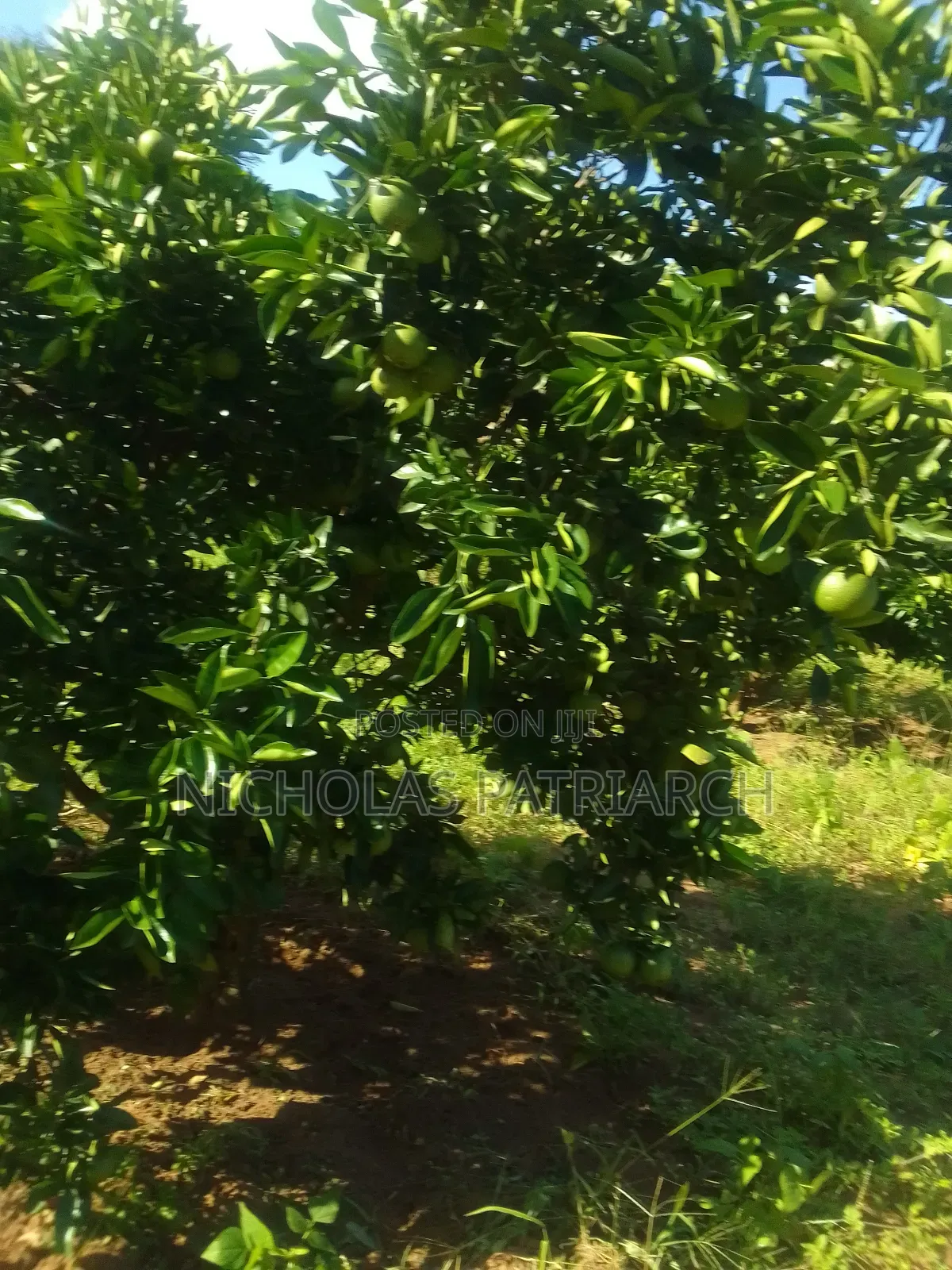 14 Acres Mwala-Musaalani Per Acre in Mbiuni
