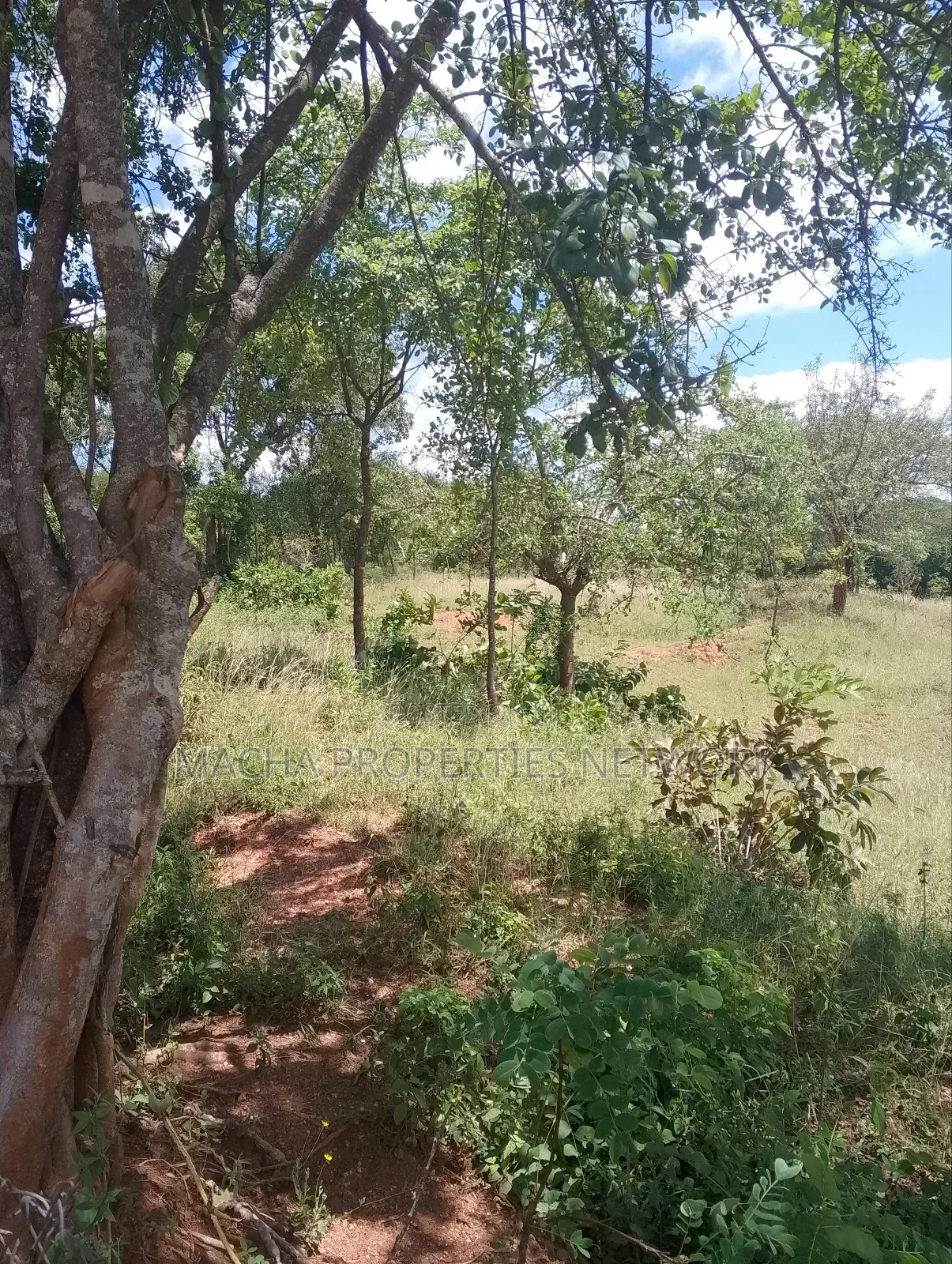 Masii-Kaingutu 6 Acres Red Soil. in Machakos Town