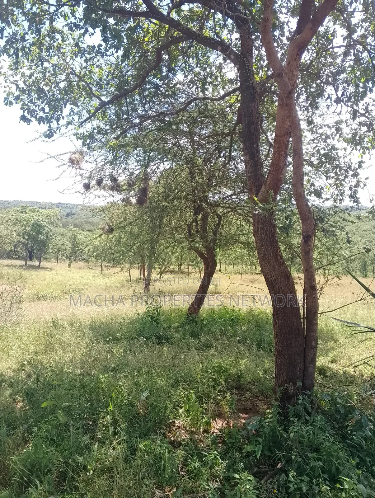 Masii-Kaingutu 6 Acres Red Soil. in Machakos Town