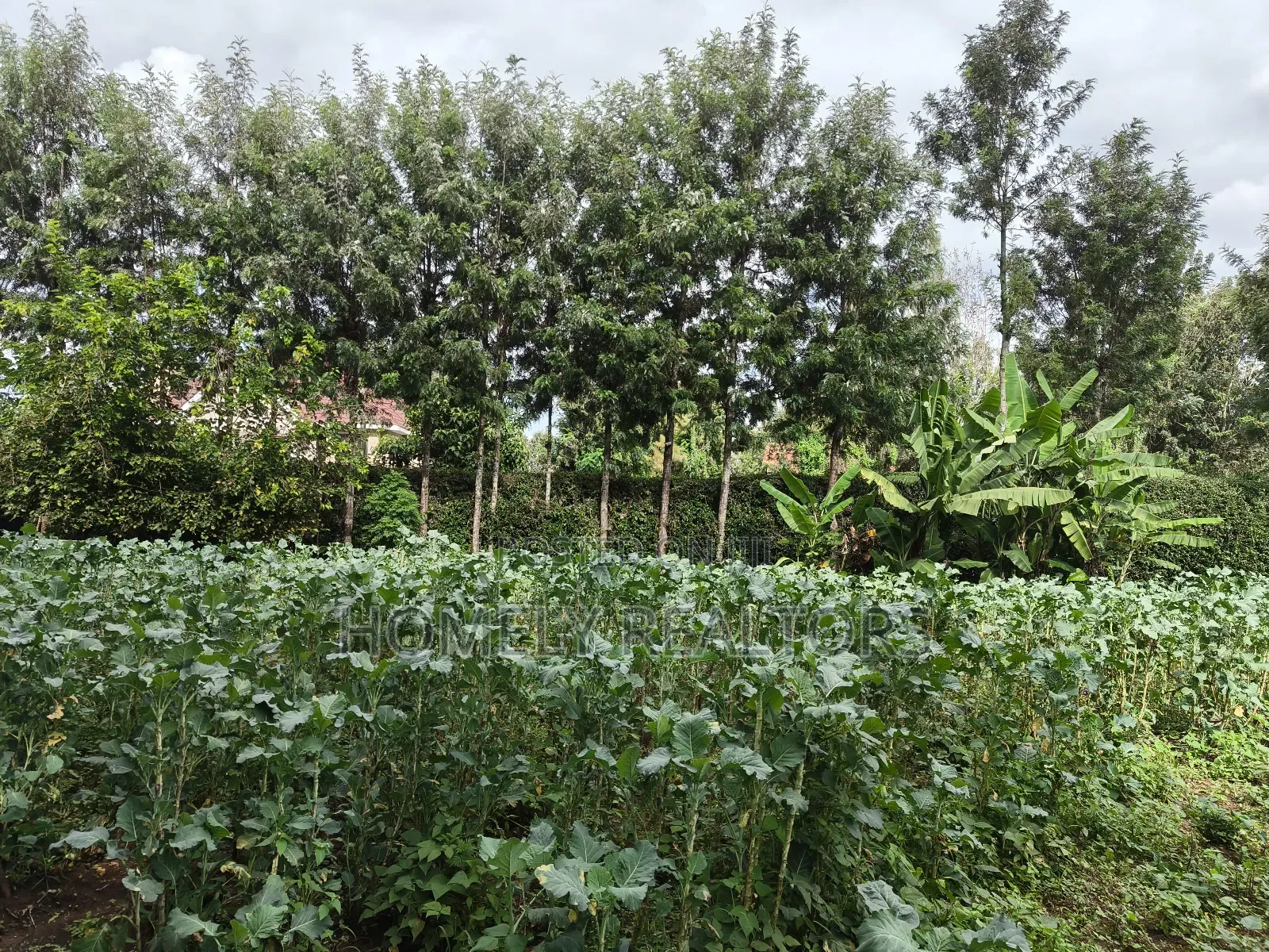 Quarter Acre Plot in Ngong, Kerarapon Drive Touching Tarmac in Kerarapon