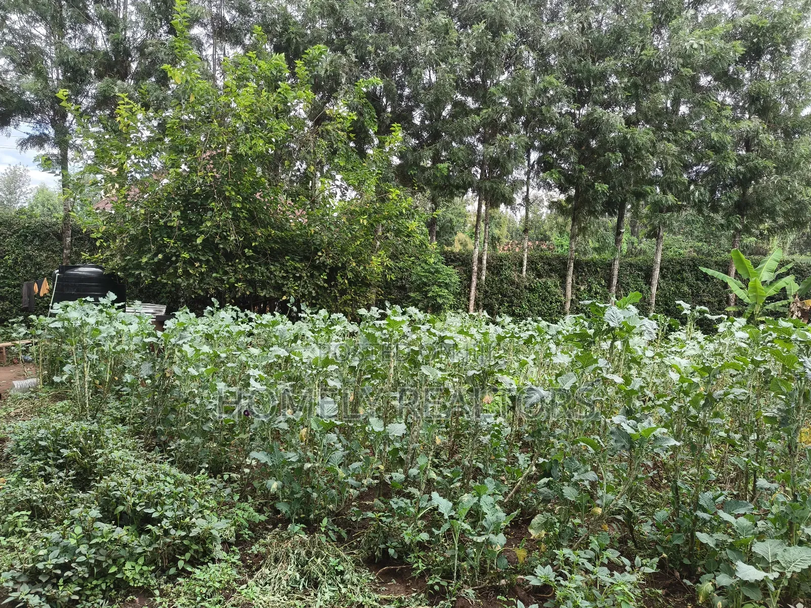 Quarter Acre Plot in Ngong, Kerarapon Drive Touching Tarmac in Kerarapon