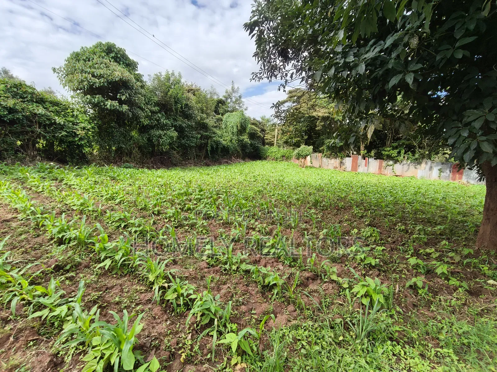 Quarter Acreplot in Kerarapon Drive, Ngong. Fertile Red Soil in Kerarapon