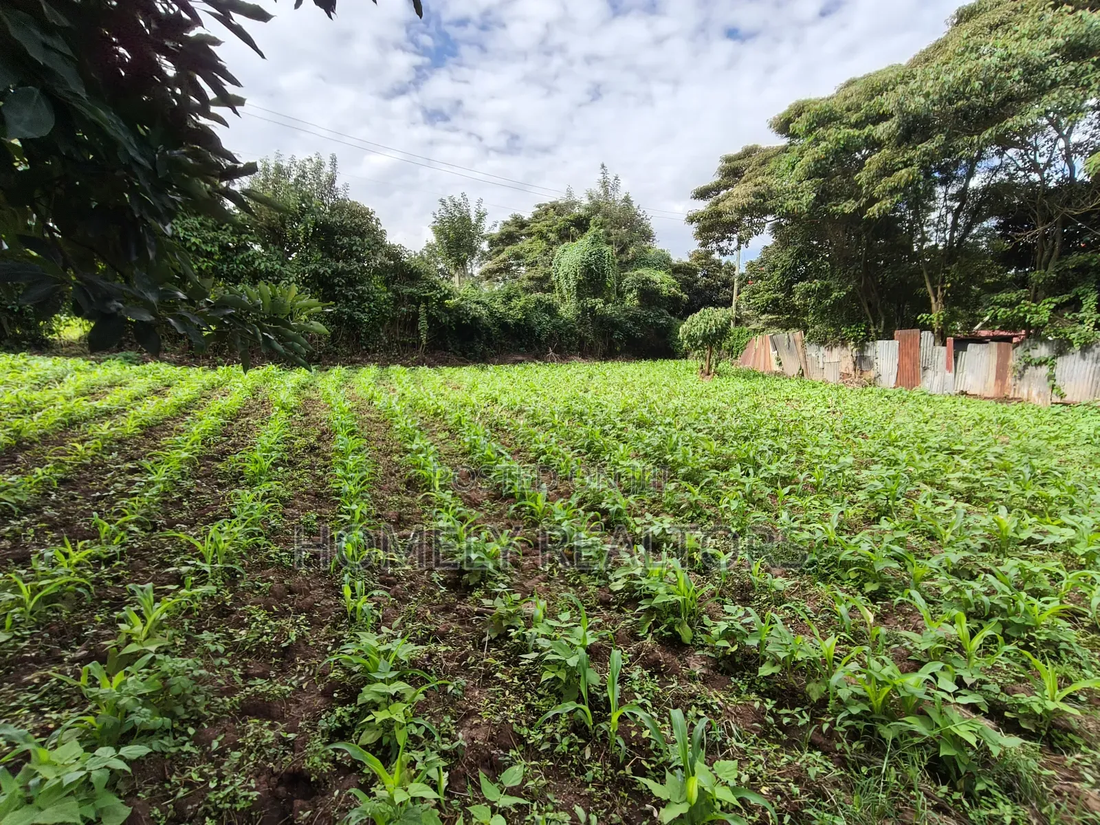 Quarter Acreplot in Kerarapon Drive, Ngong. Fertile Red Soil in Kerarapon