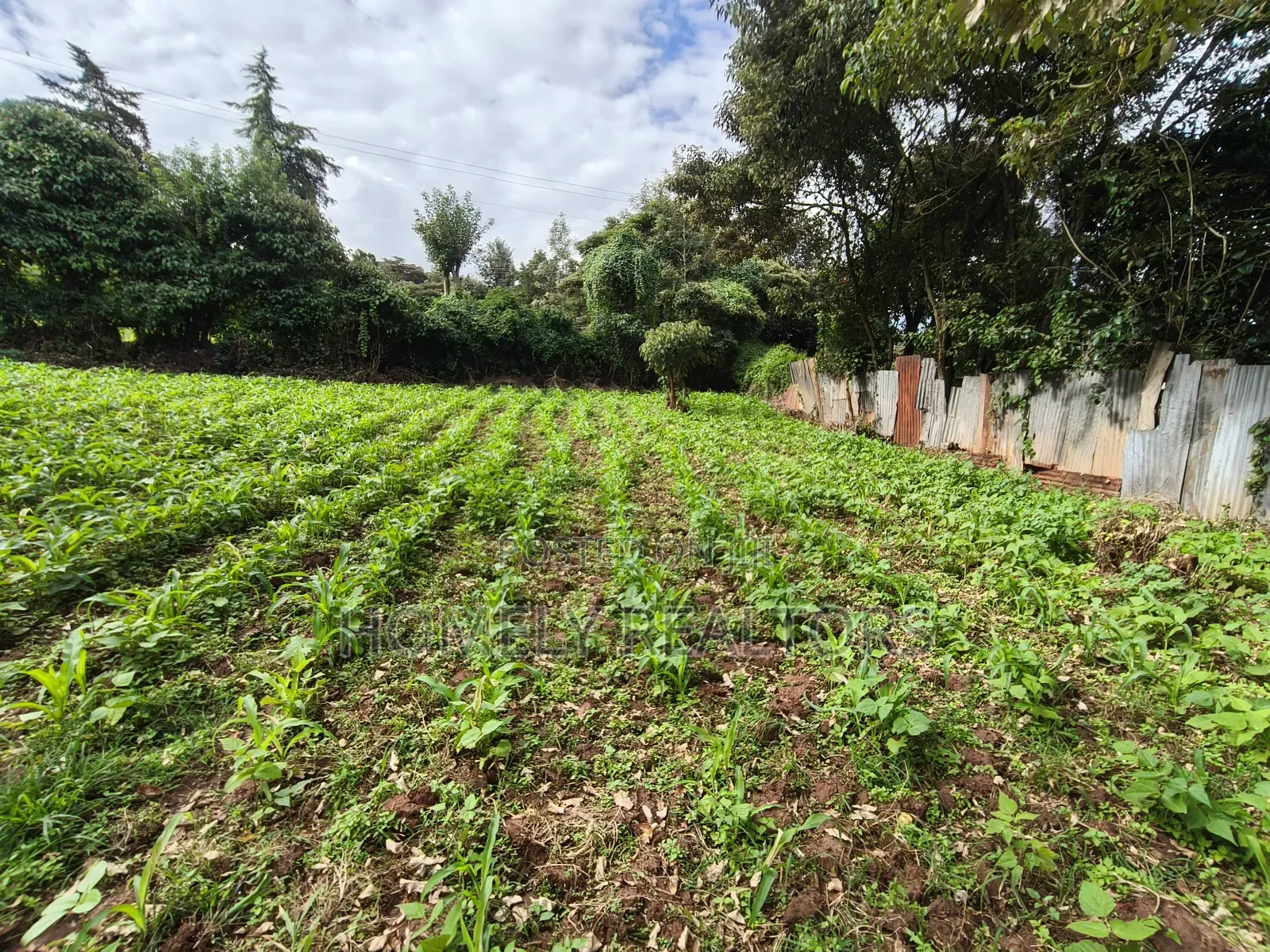 Quarter Acreplot in Kerarapon Drive, Ngong. Fertile Red Soil in Kerarapon