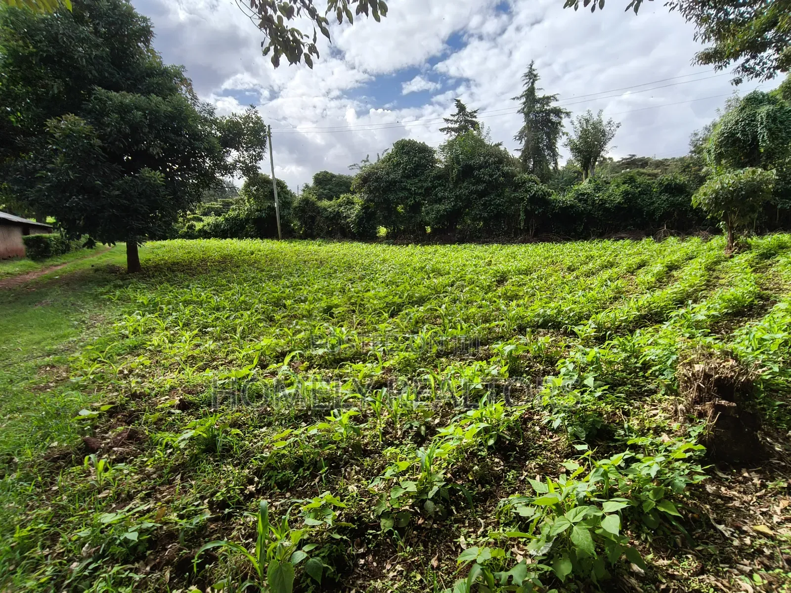 Quarter Acreplot in Kerarapon Drive, Ngong. Fertile Red Soil in Kerarapon