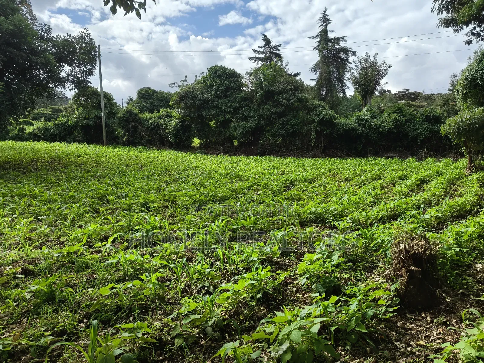 Quarter Acreplot in Kerarapon Drive, Ngong. Fertile Red Soil in Kerarapon