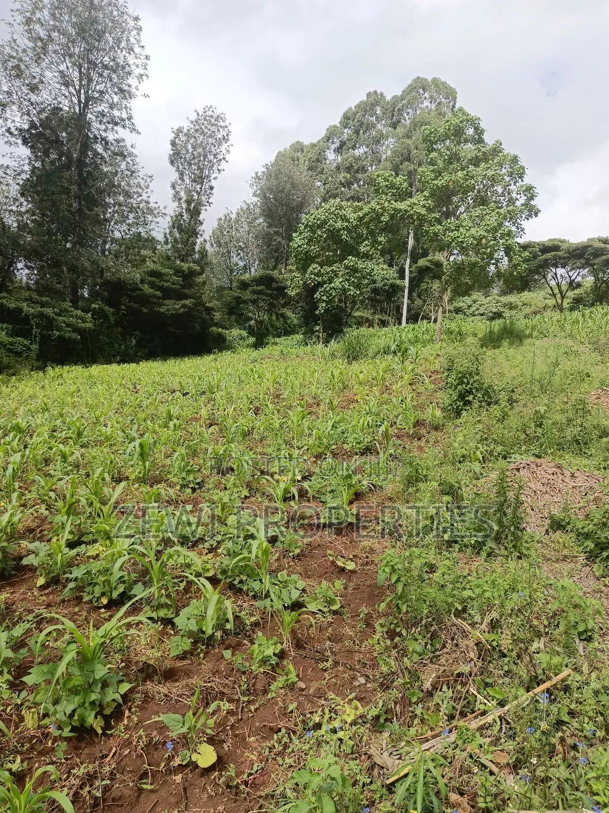1/8 Acre Ngong in Ngong