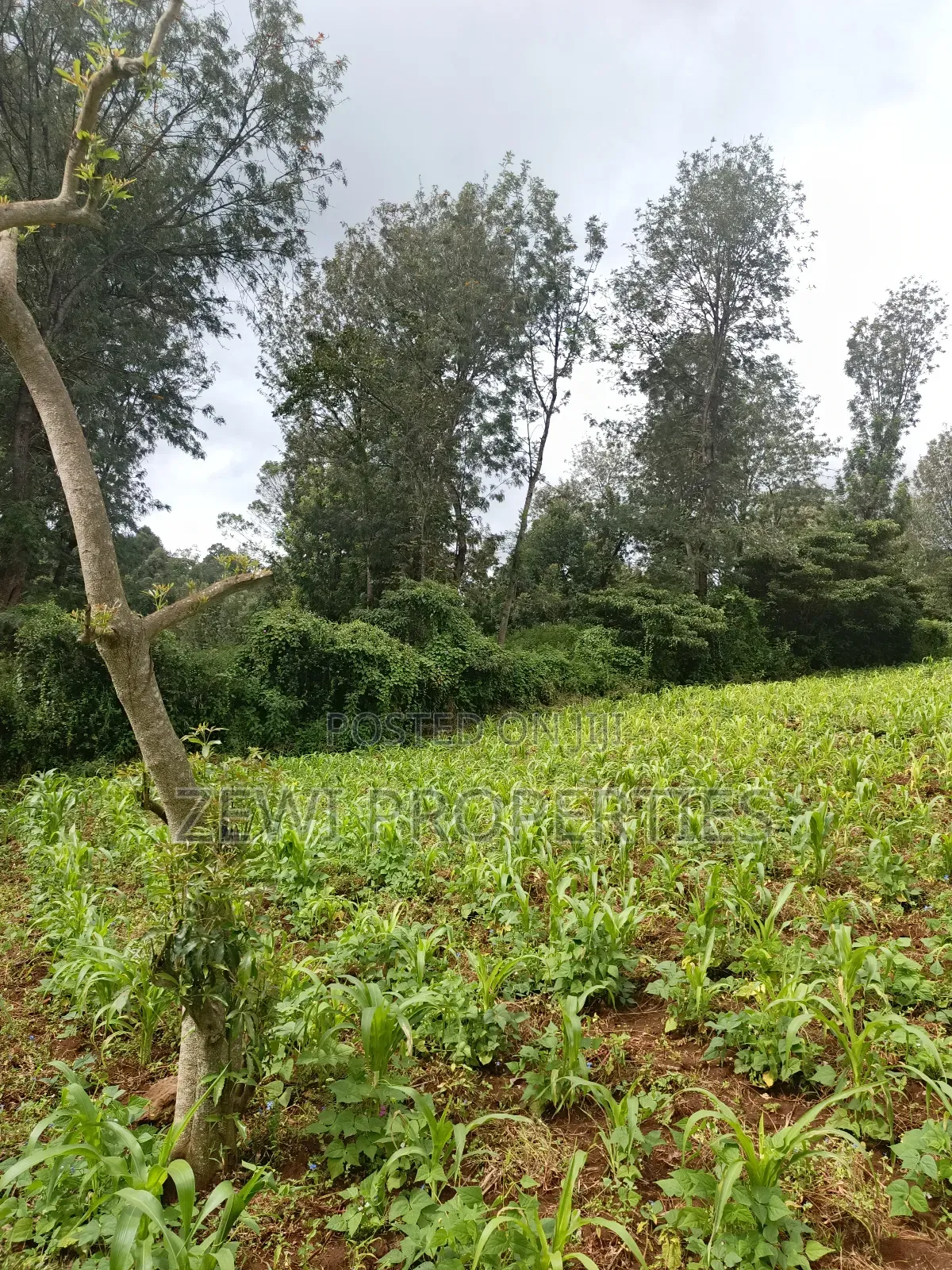 1/8 Acre Ngong in Ngong