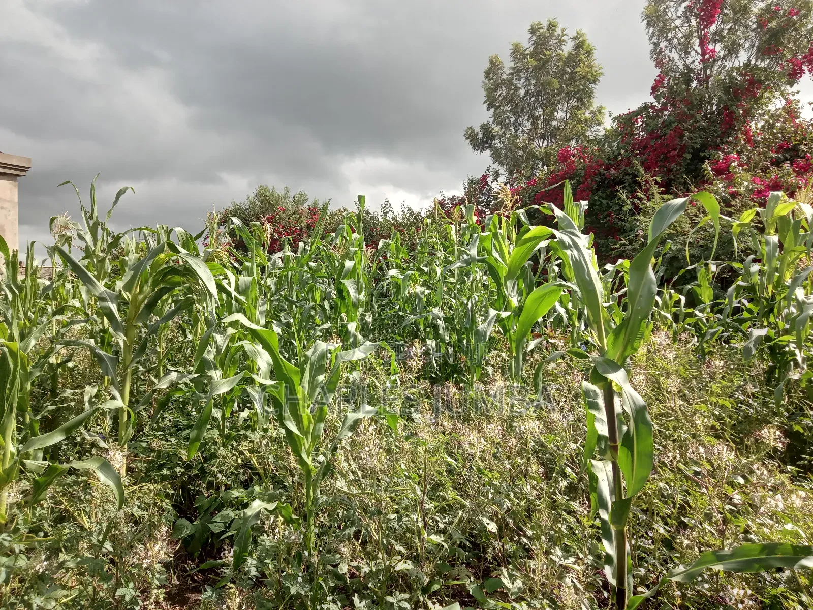 Muigai Plot for 2.7m in Kitengela