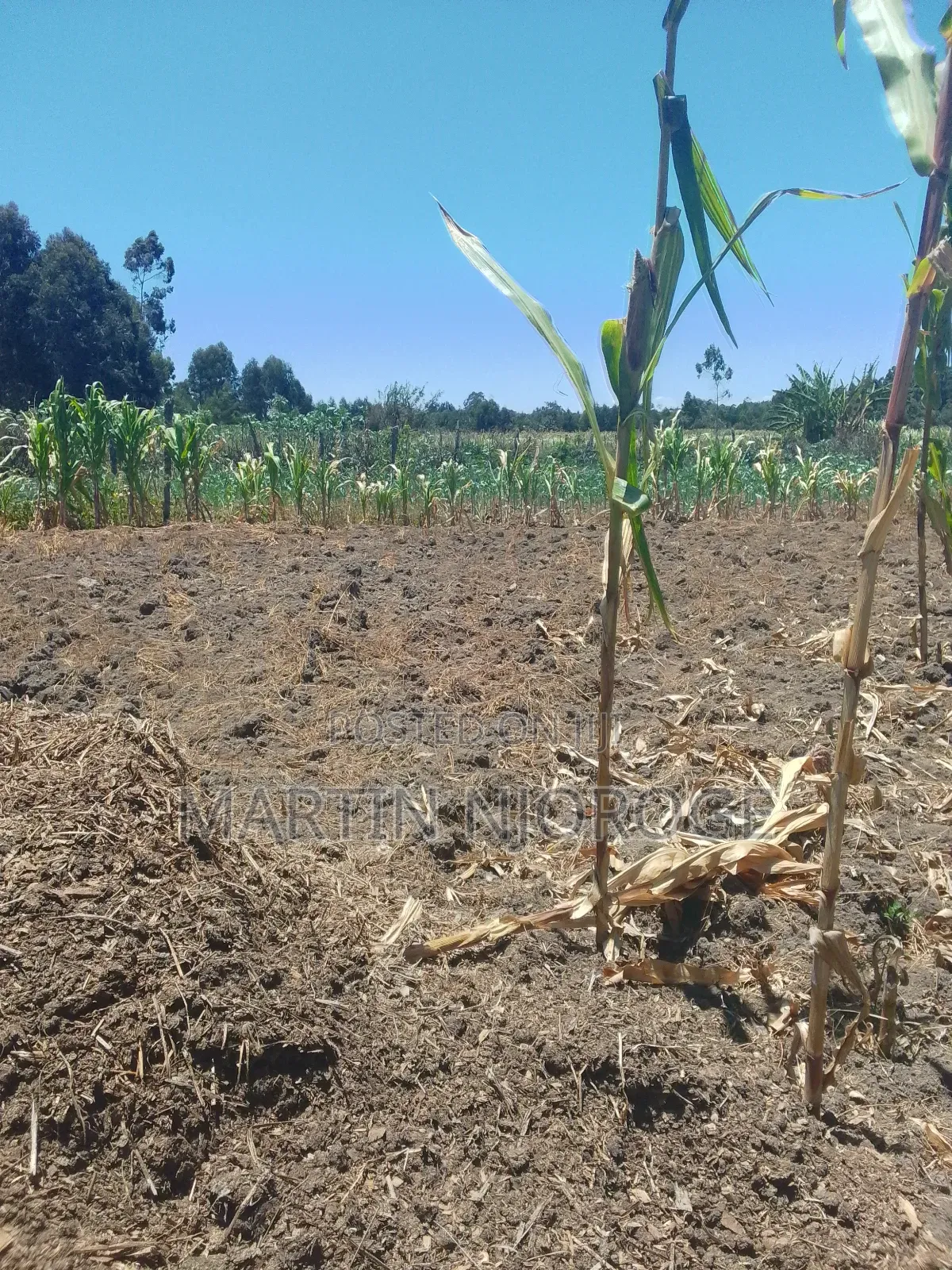 6 Acres Mwiciringiri in Naivasha East