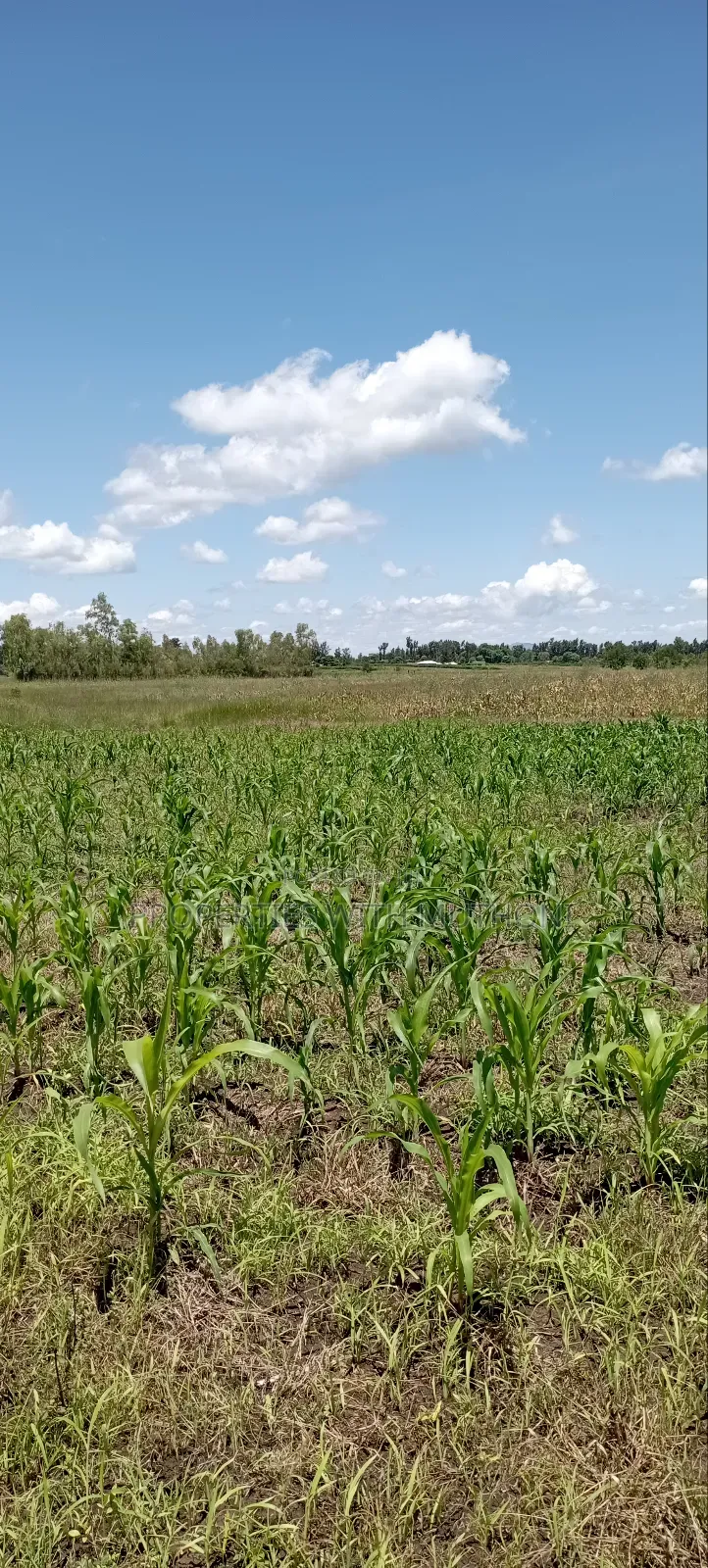 1 Acre Land for Sale in Kiamikuyu, Kandongu, Mwea. in Mutithi