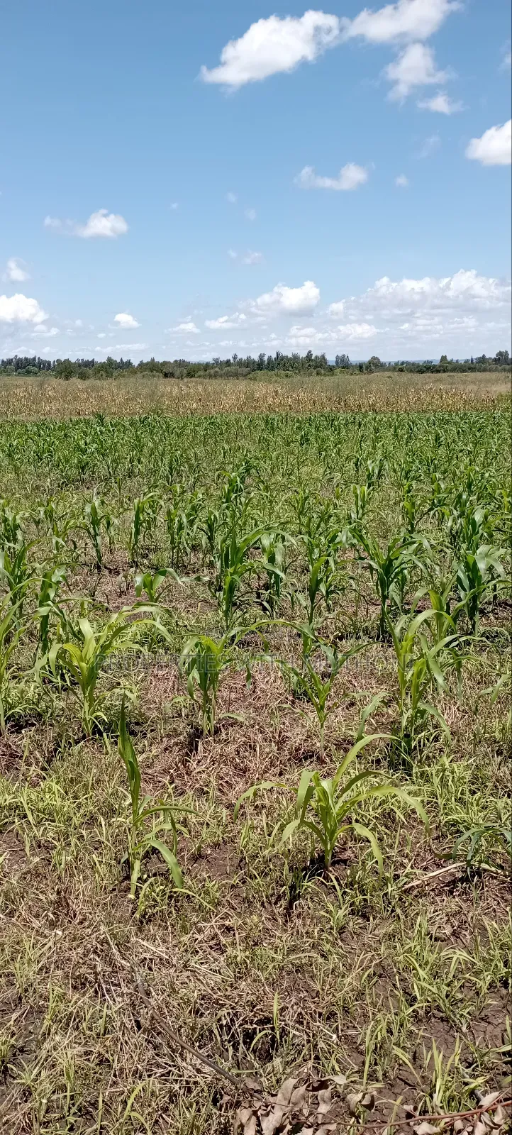 1 Acre Land for Sale in Kiamikuyu, Kandongu, Mwea. in Mutithi