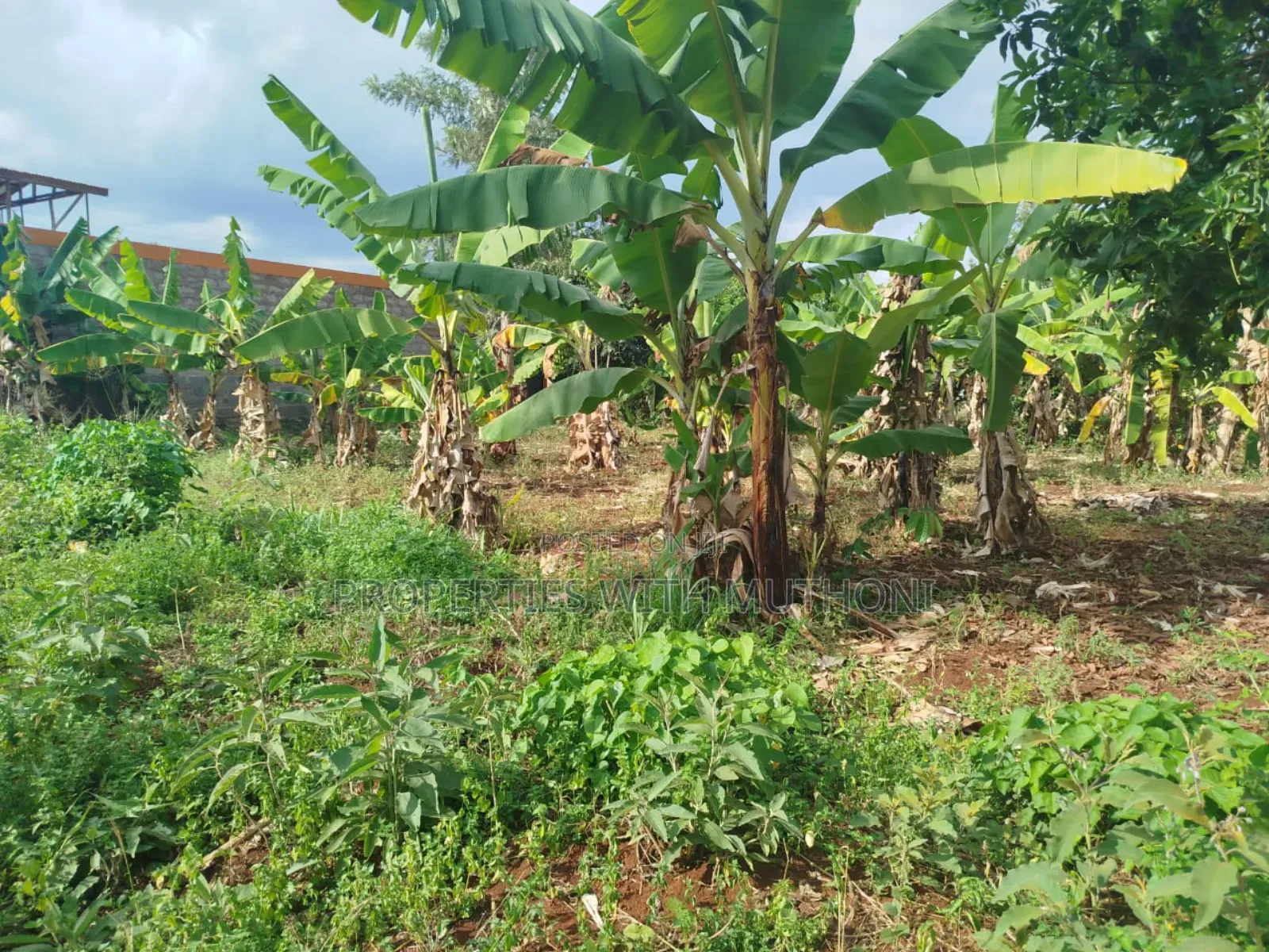50×100 Plot for Sale in Gitwe, Kutus in Nyangati