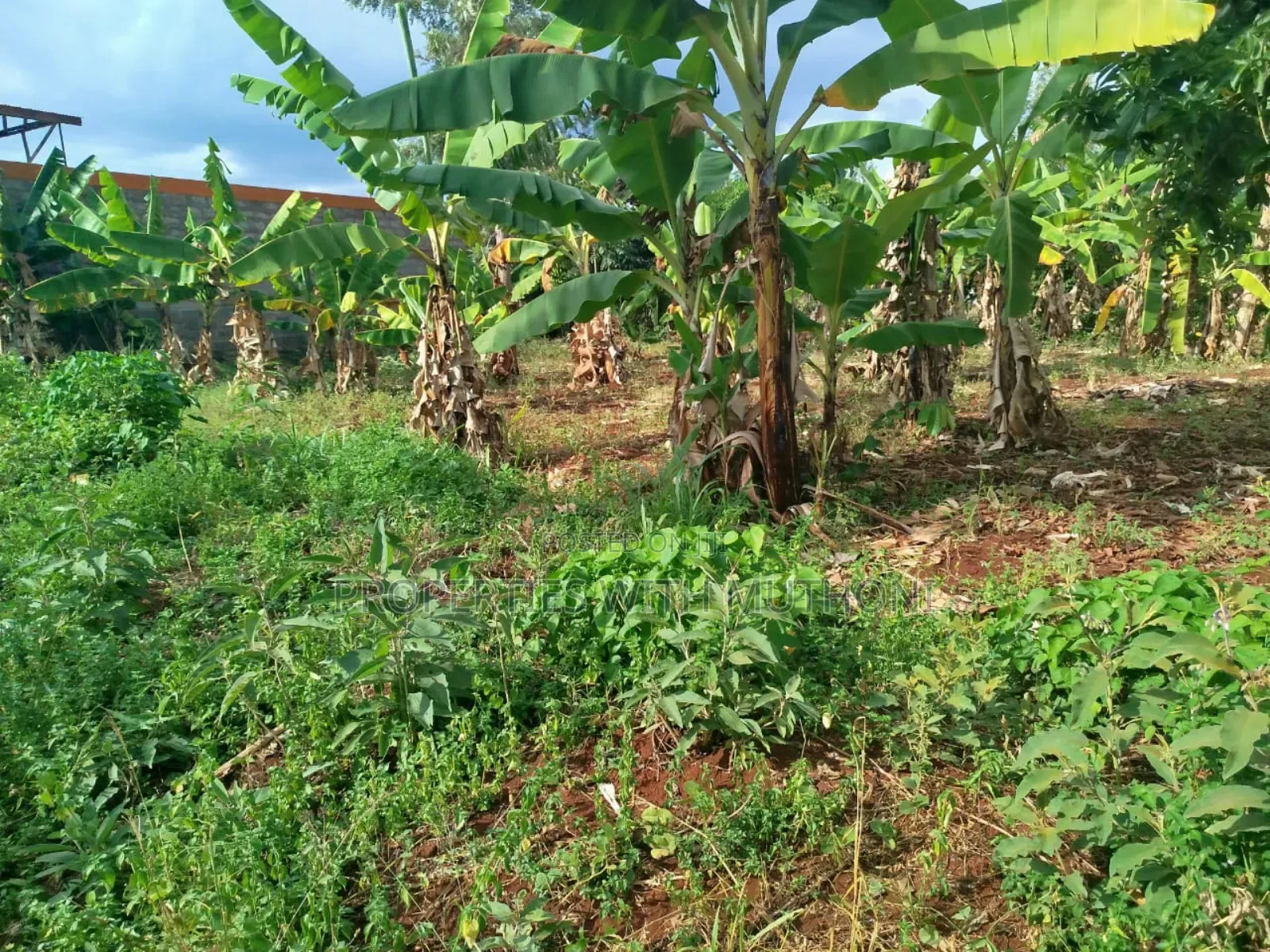 50×100 Plot for Sale in Gitwe, Kutus in Nyangati